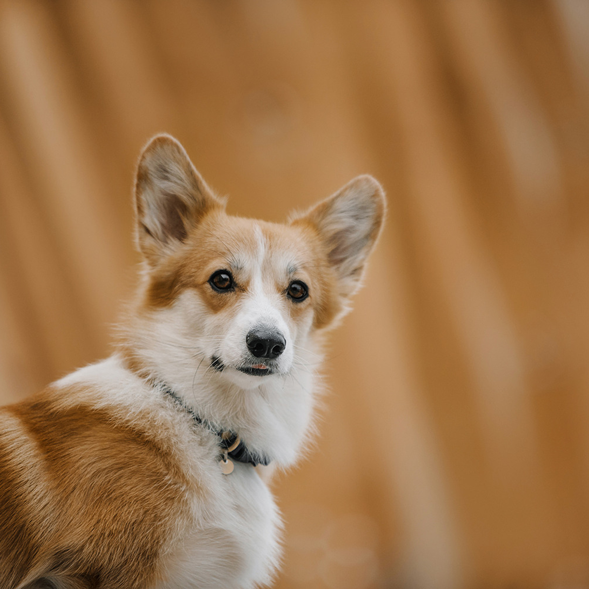 Катя, Саша и корги Люси. Фотограф Анна Тюрина