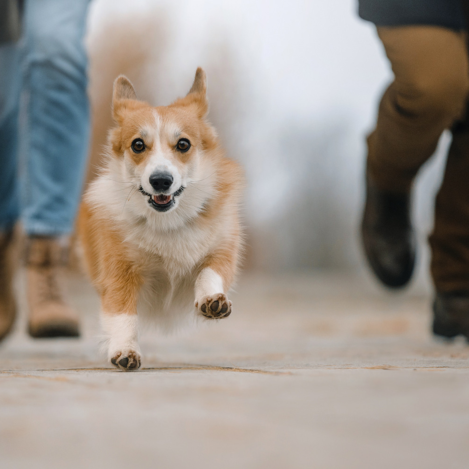 Катя, Саша и корги Люси. Фотограф Анна Тюрина