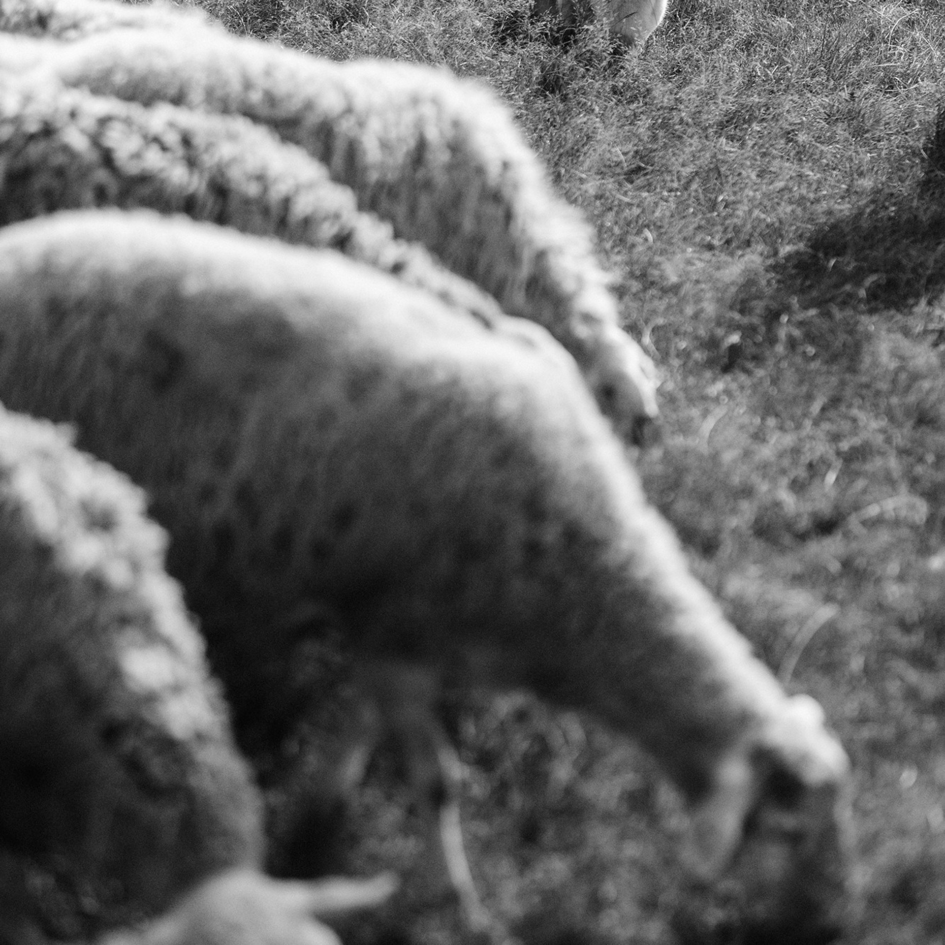 Пастьба. Фотограф Анна Тюрина