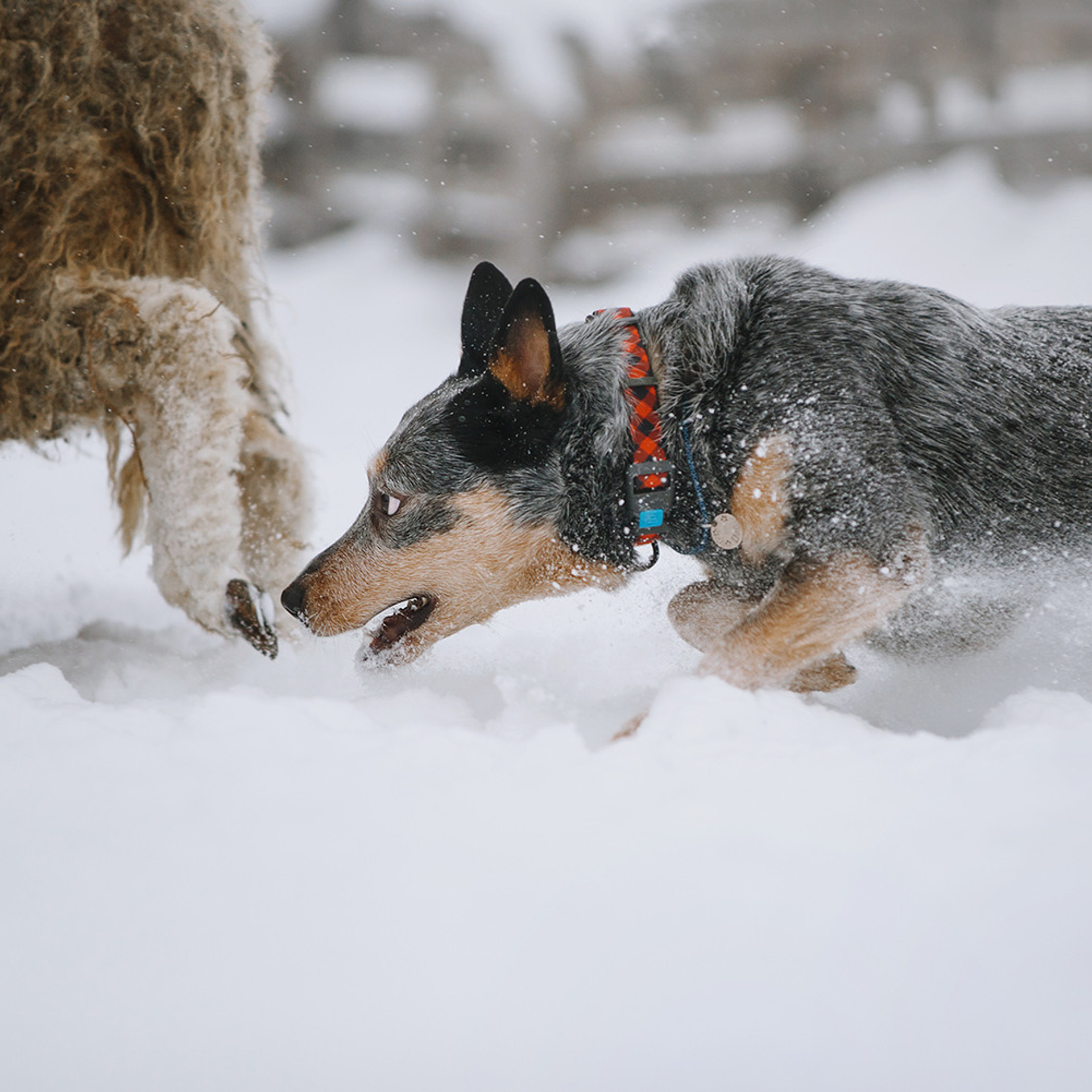 Маша и Дип пасут овец. Фотограф Анна Тюрина