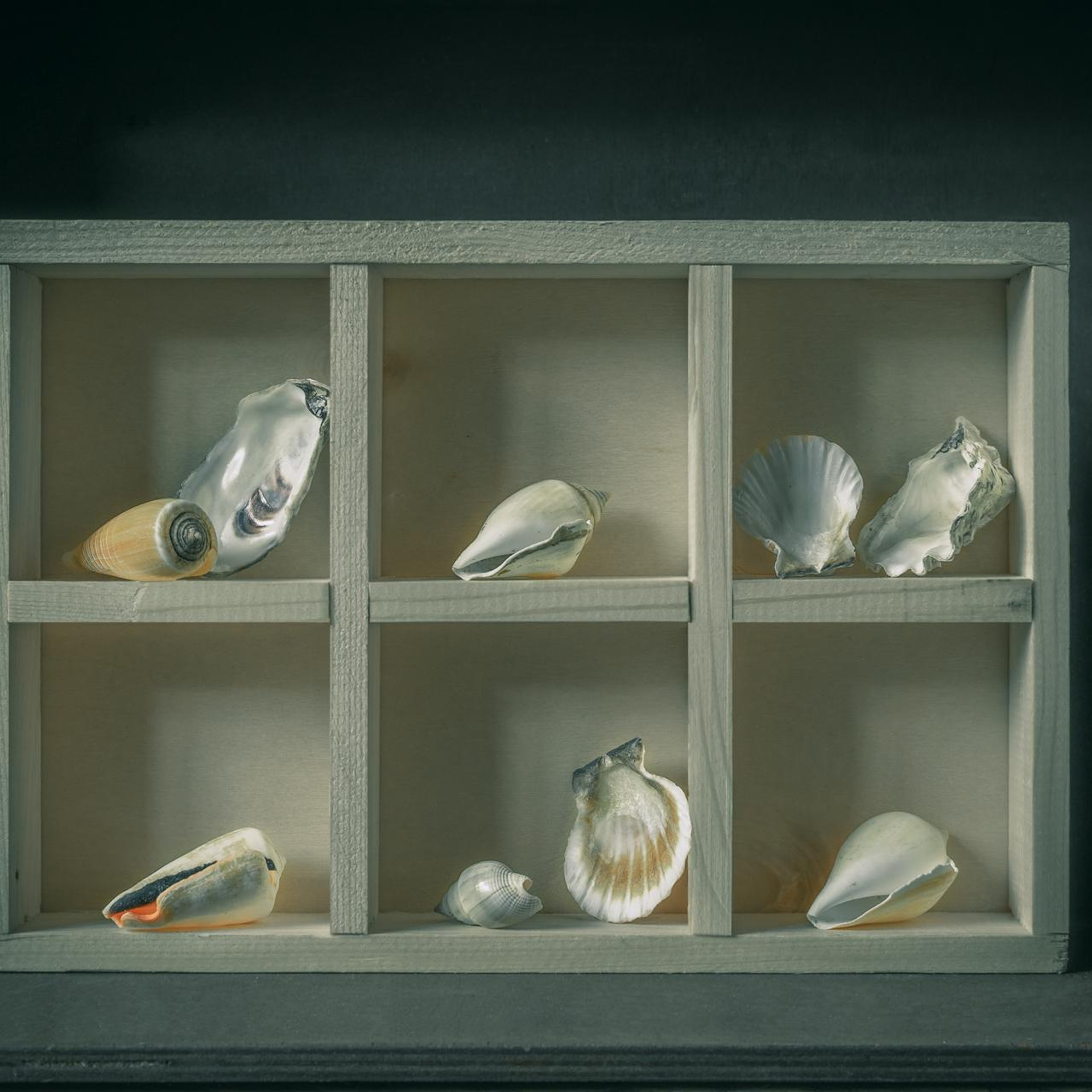 Фарфор и ракушки