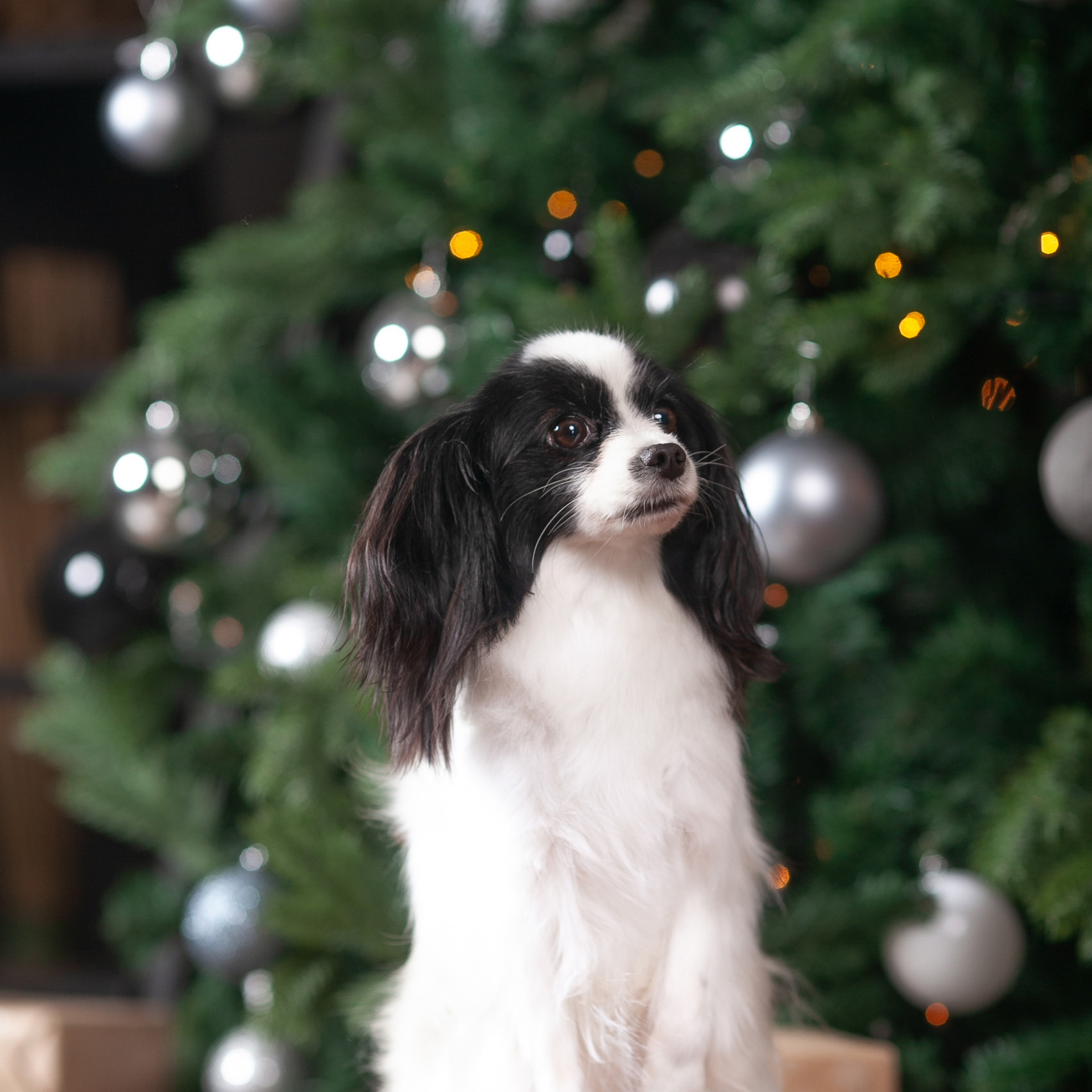 Отзывы. Профессиональный фотограф Чехарина Анна / pro photographer Chekharina