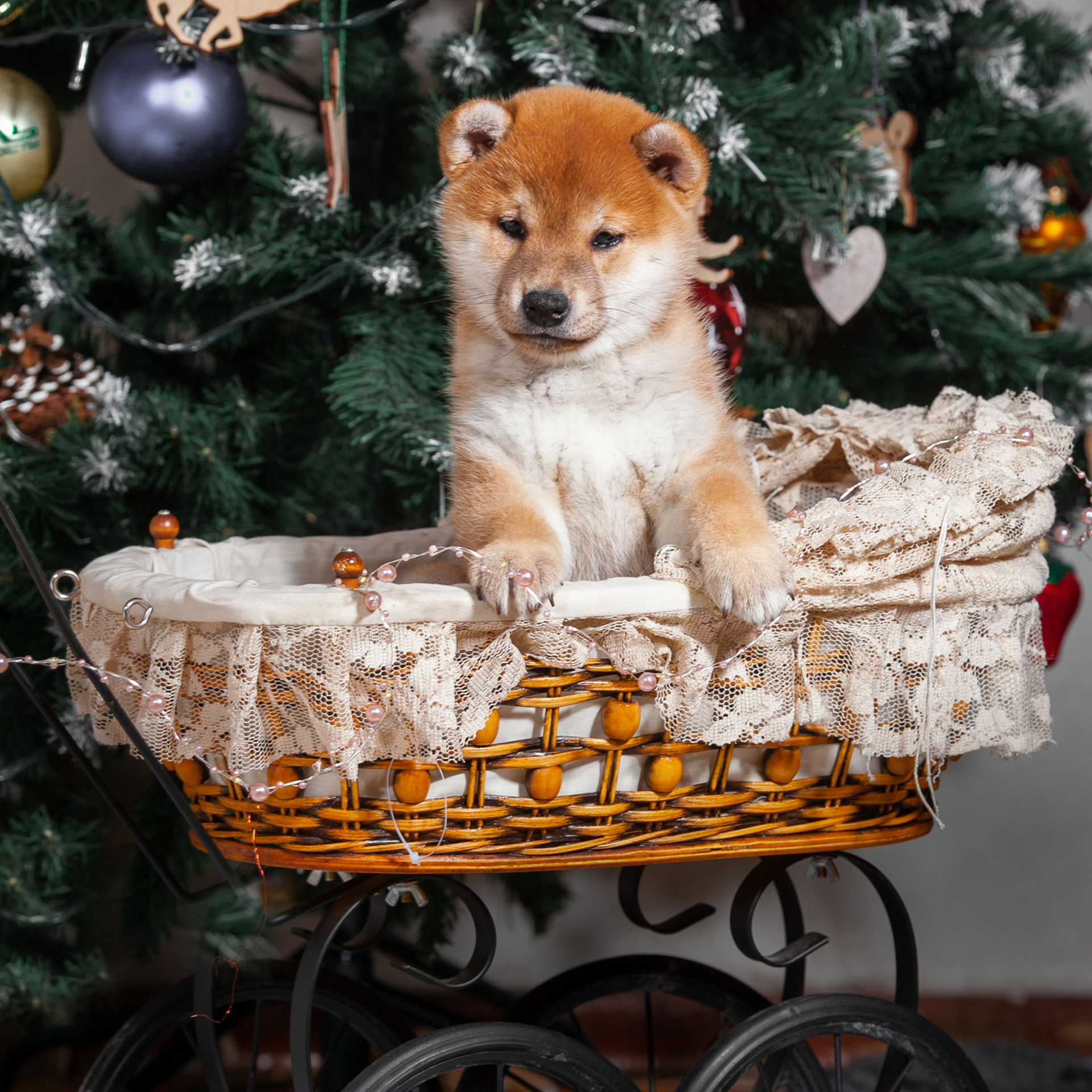 Отзывы. Профессиональный фотограф Чехарина Анна / pro photographer Chekharina