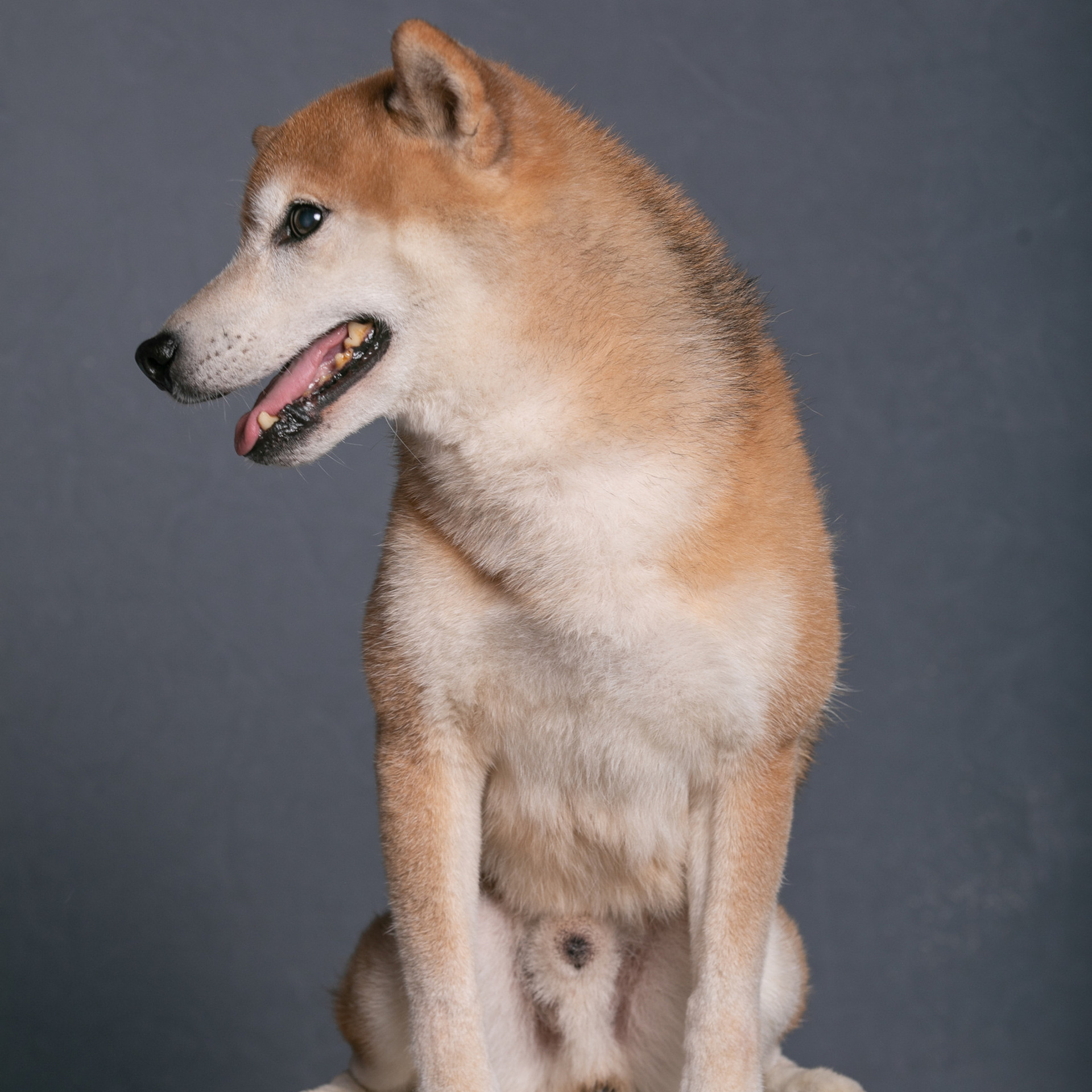 Отзывы. Профессиональный фотограф Чехарина Анна / pro photographer Chekharina