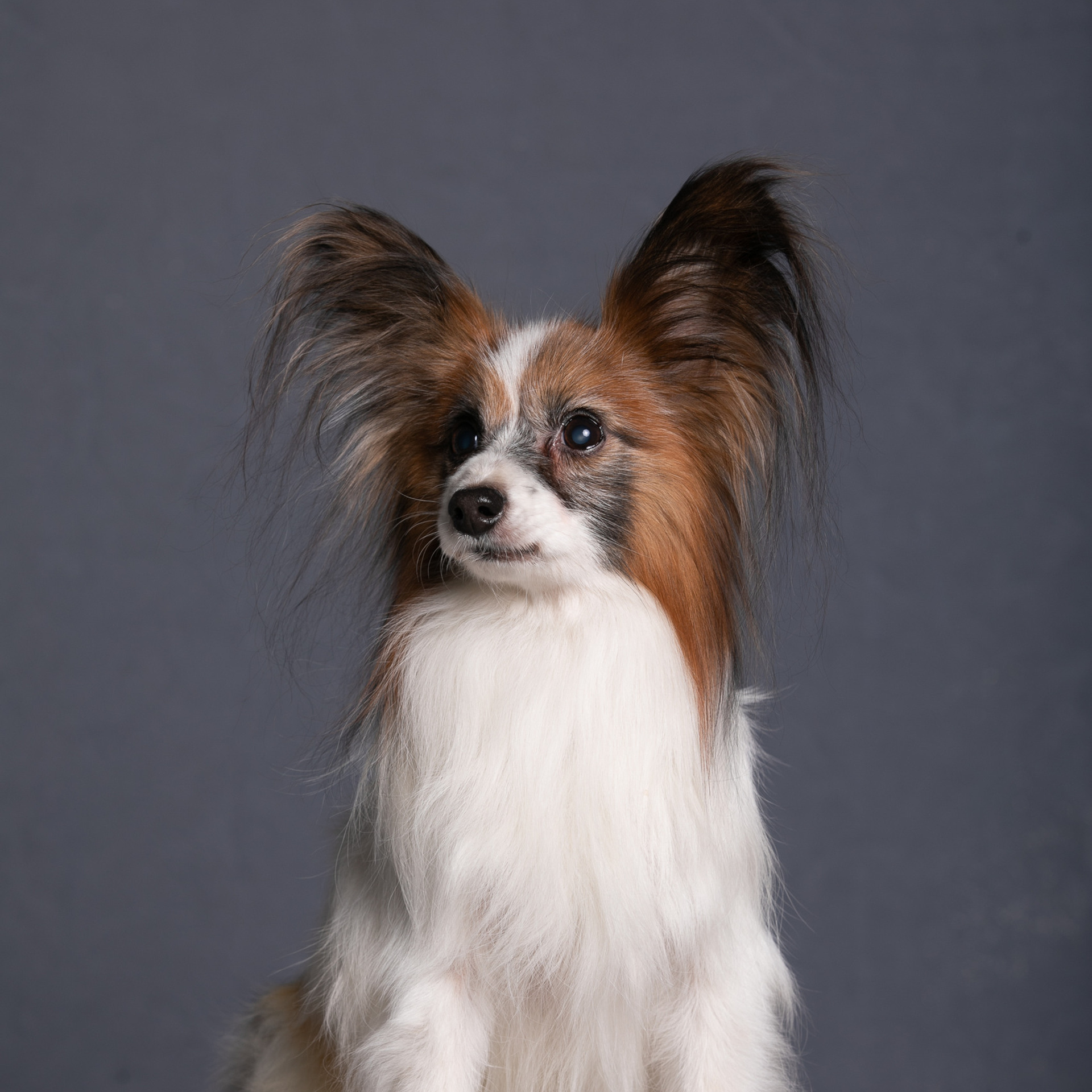 Отзывы. Профессиональный фотограф Чехарина Анна / pro photographer Chekharina