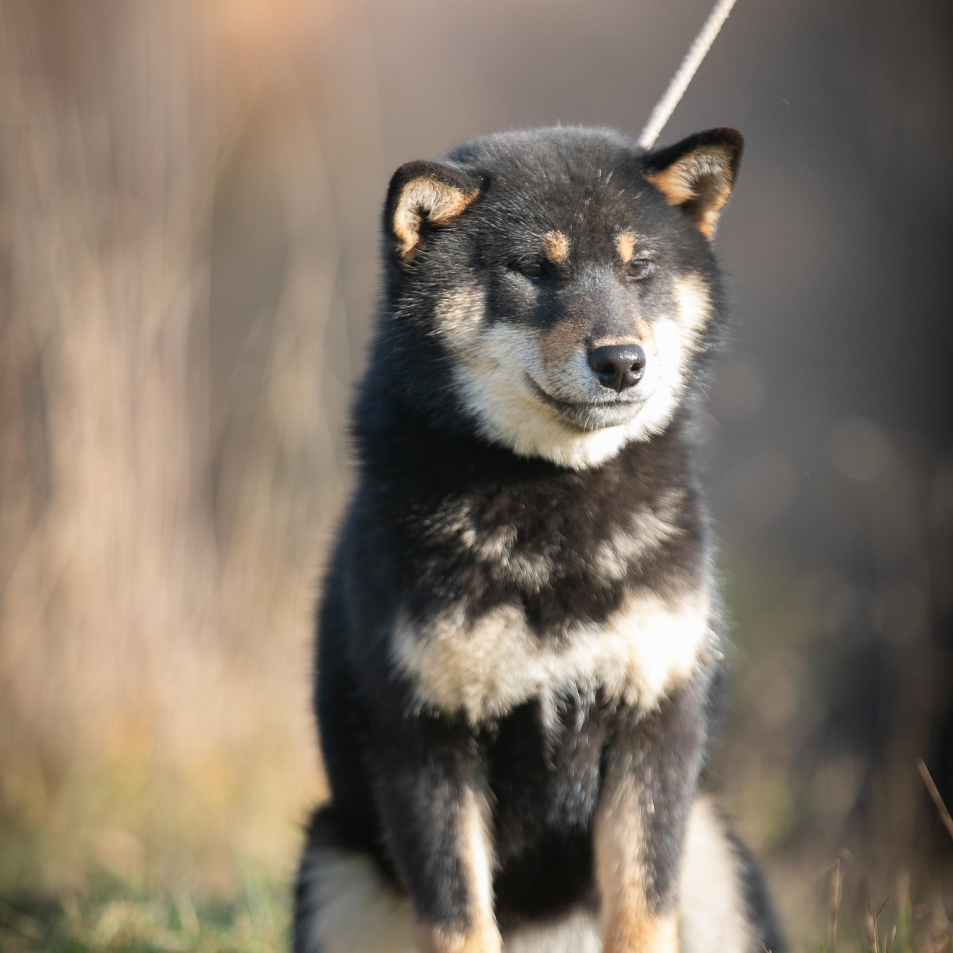 Отзывы. Профессиональный фотограф Чехарина Анна / pro photographer Chekharina