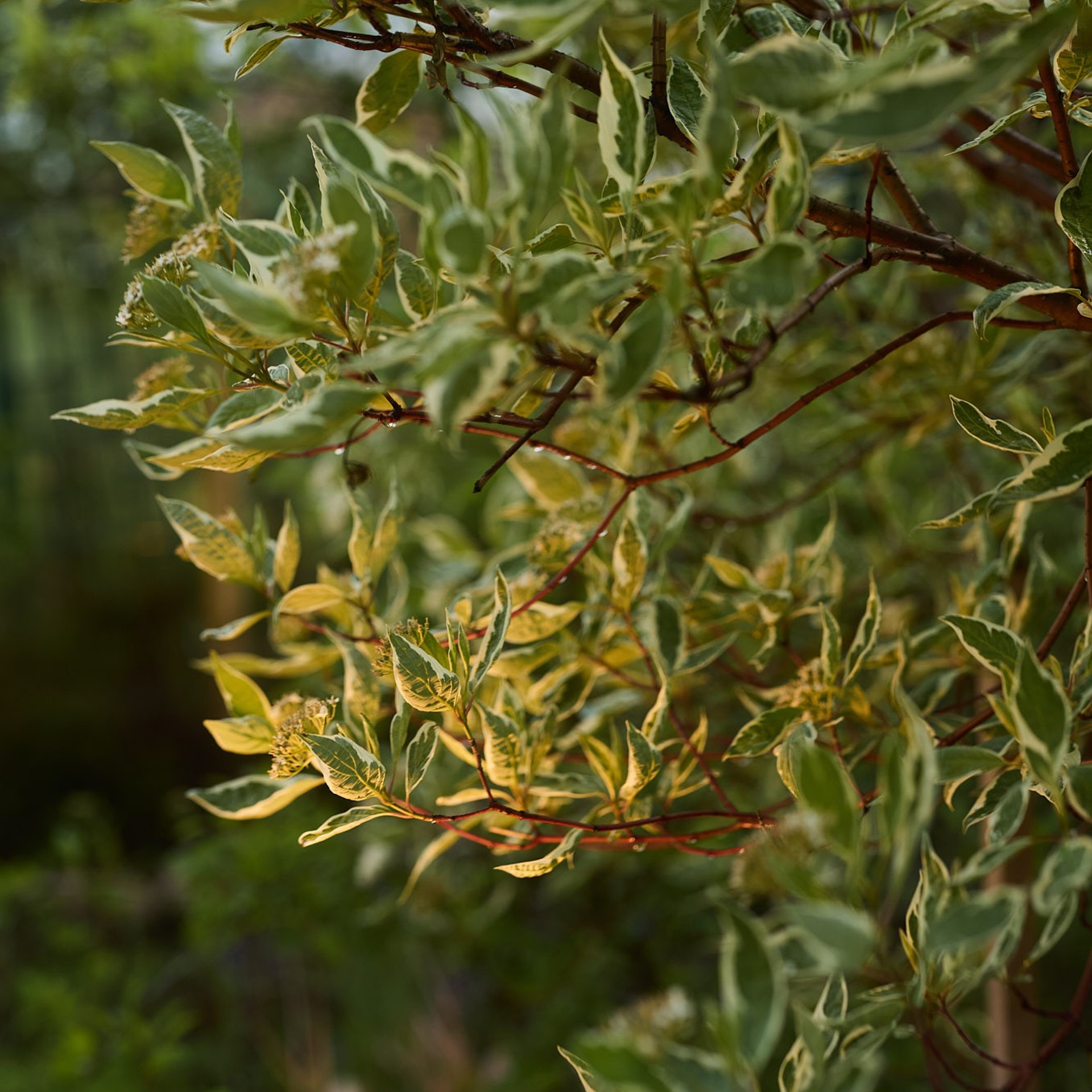 Фотосъемка садов. Интерьерный фотограф и видеограф в Санкт-Петербурге и Москве