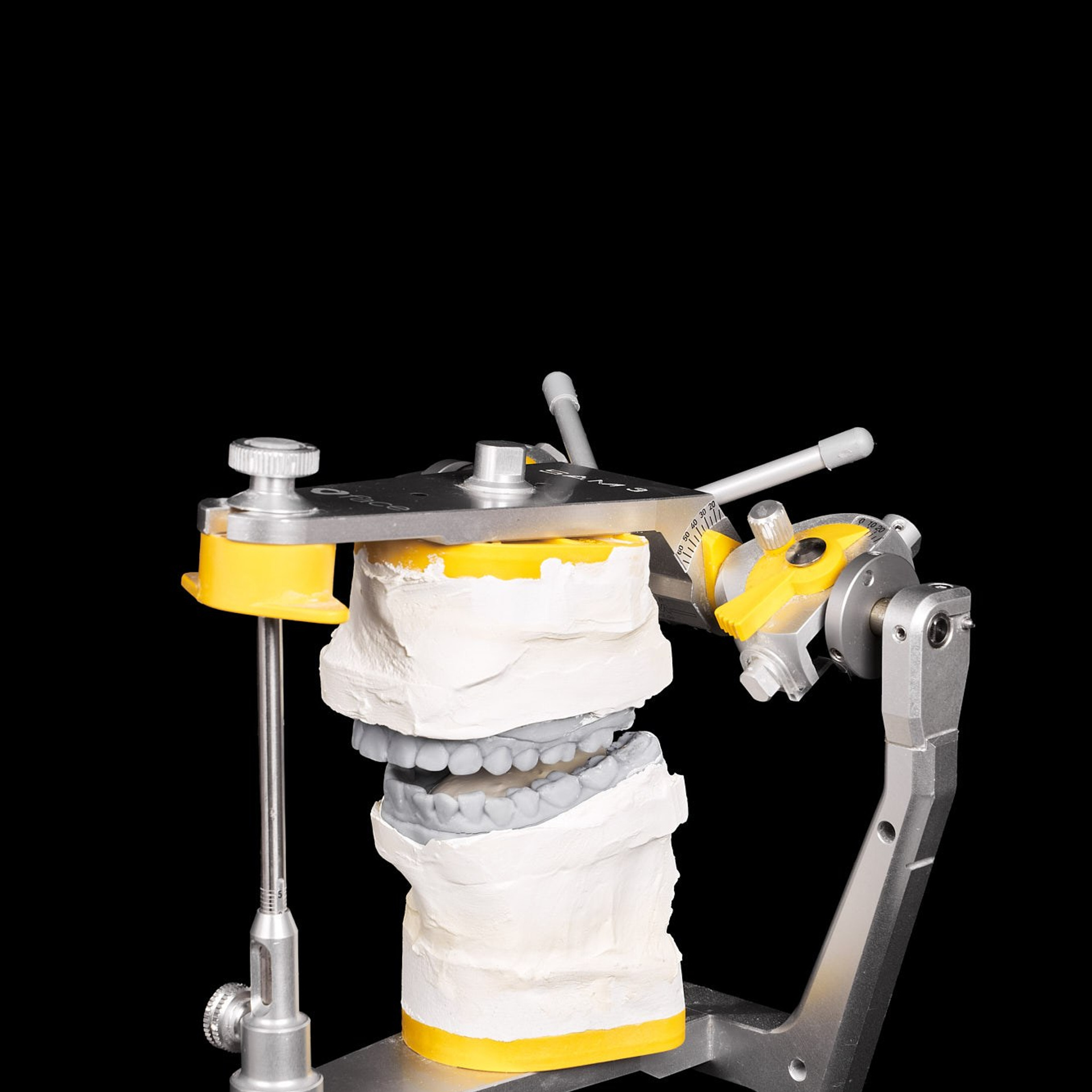 модель челюсти