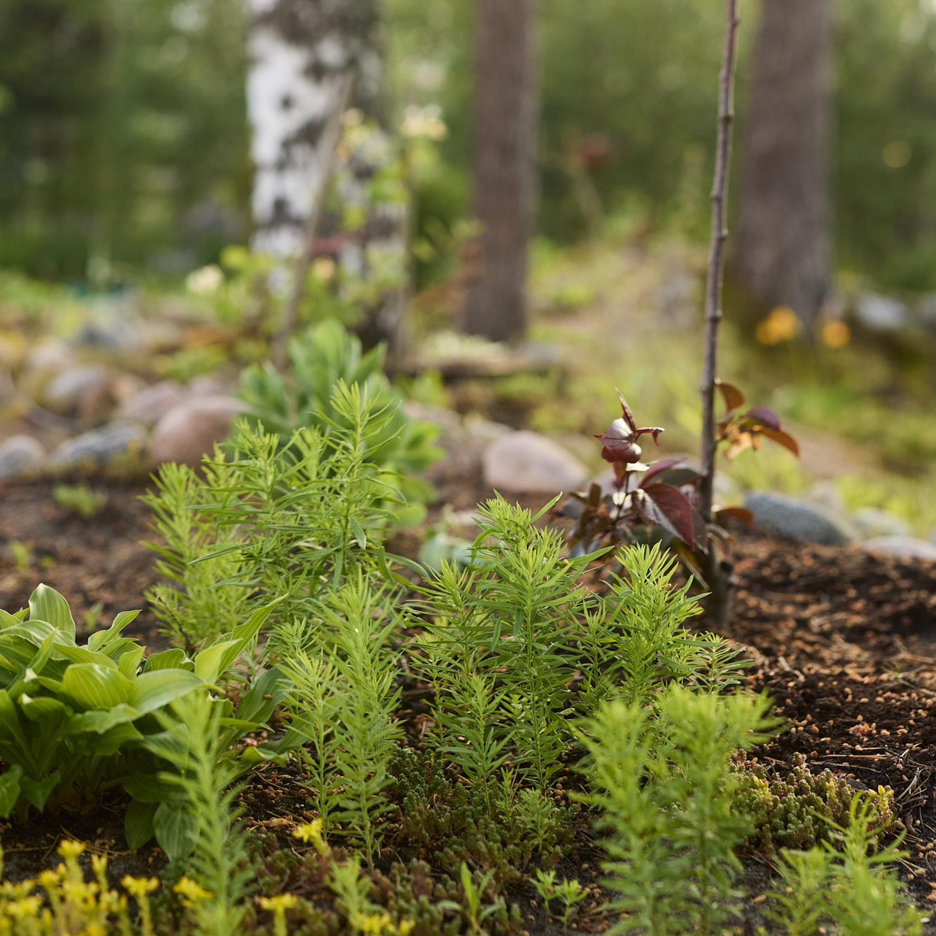 Фотосъемка садов. Интерьерный фотограф и видеограф в Санкт-Петербурге и Москве