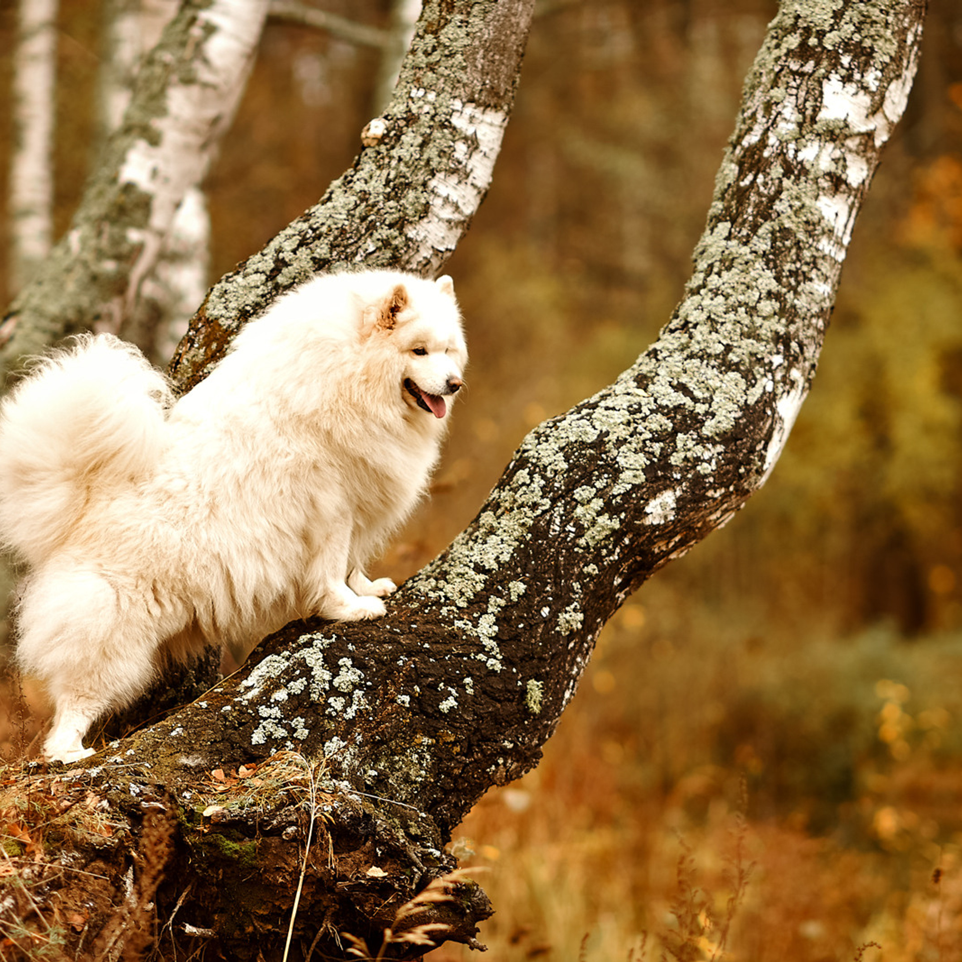 АРЕНДА ЖИВОТНЫХ. Фотограф беременности и новорожденных малышей Анастасия Никитина