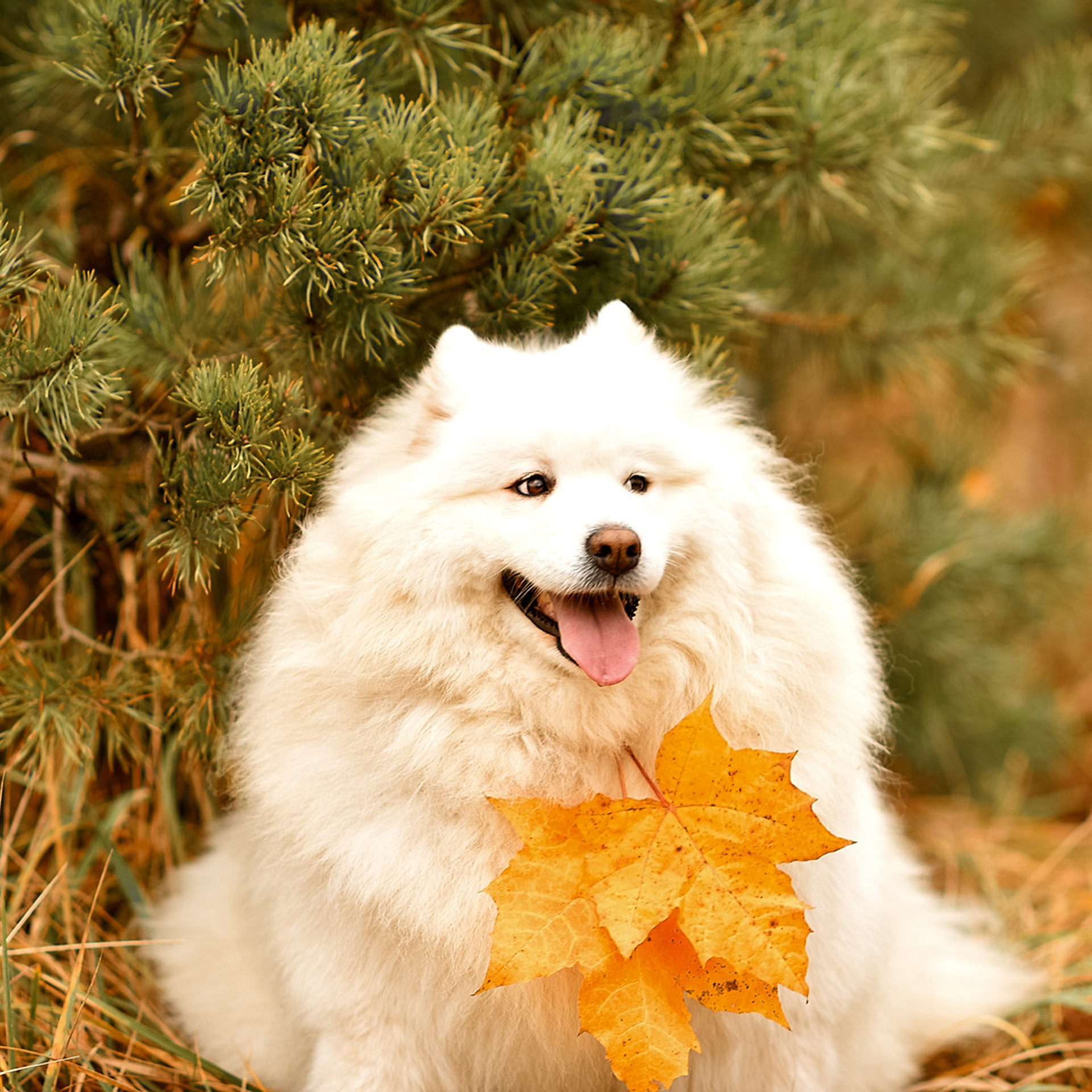 АРЕНДА ЖИВОТНЫХ. Фотограф беременности и новорожденных малышей Анастасия Никитина