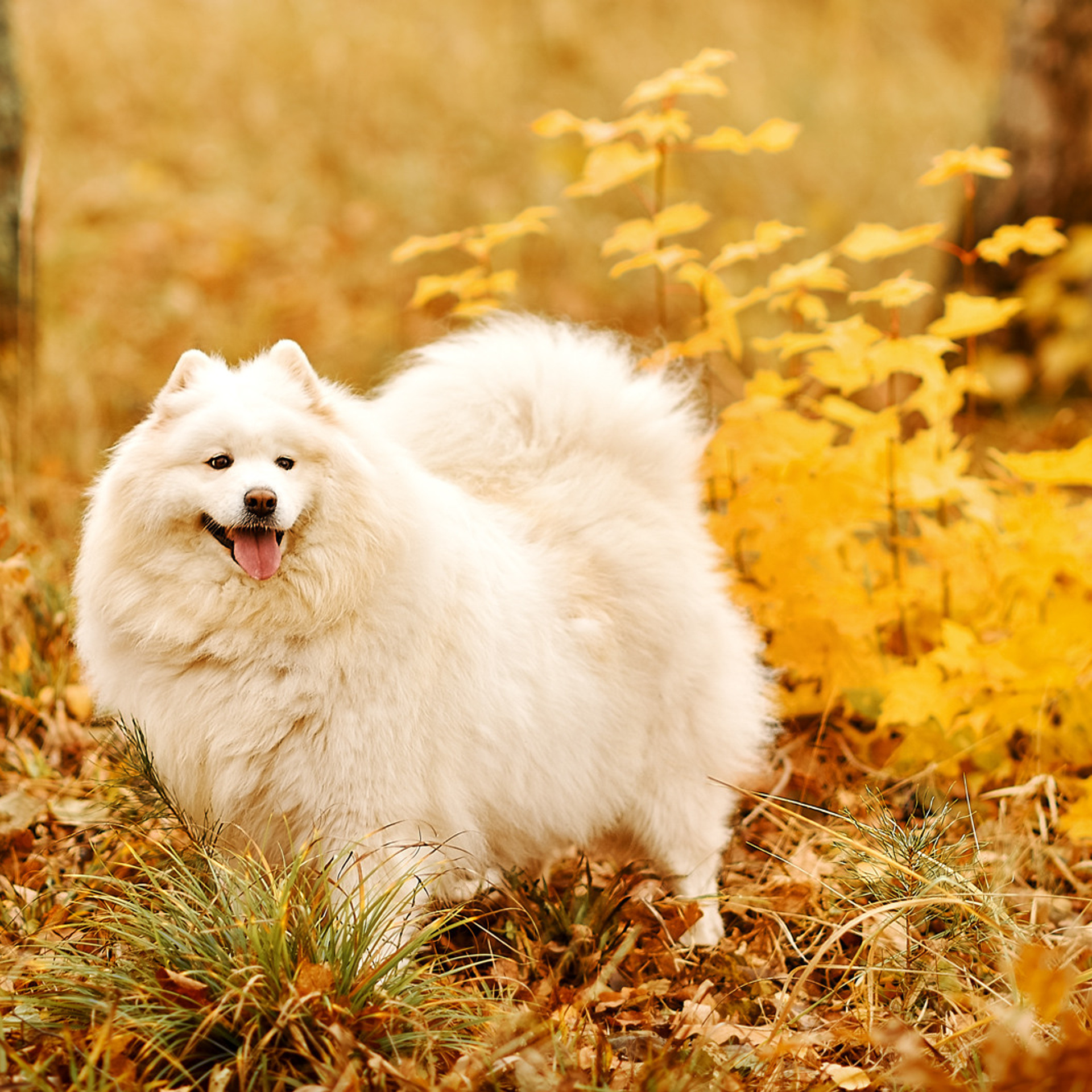 АРЕНДА ЖИВОТНЫХ. Фотограф беременности и новорожденных малышей Анастасия Никитина
