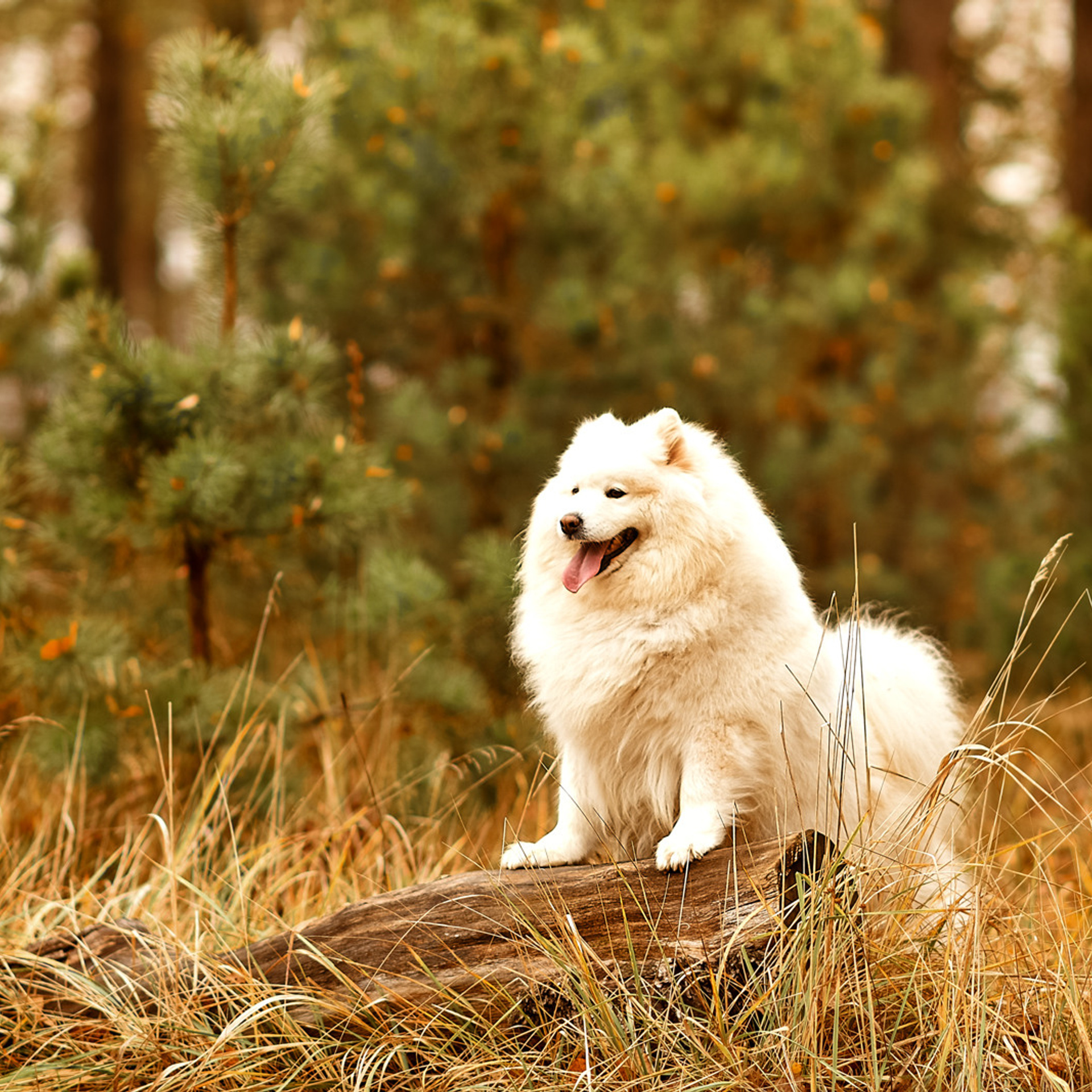 АРЕНДА ЖИВОТНЫХ. Фотограф беременности и новорожденных малышей Анастасия Никитина
