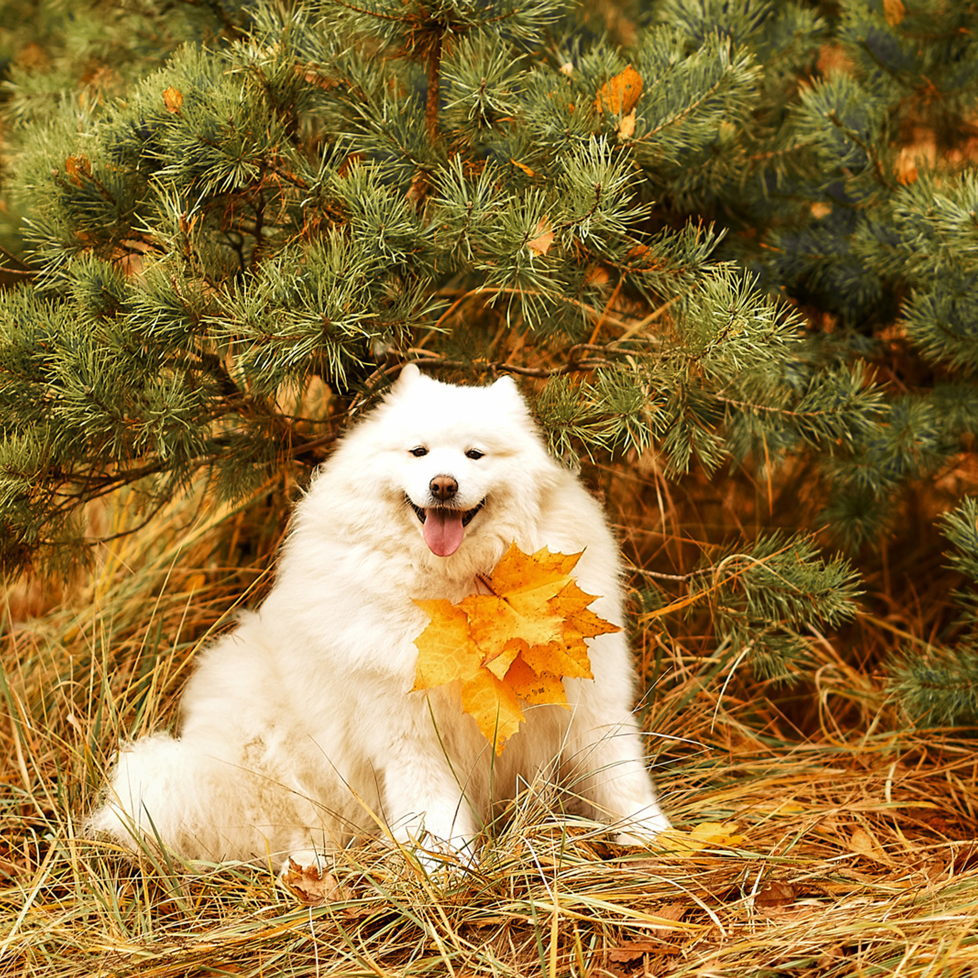 АРЕНДА ЖИВОТНЫХ. Фотограф беременности и новорожденных малышей Анастасия Никитина