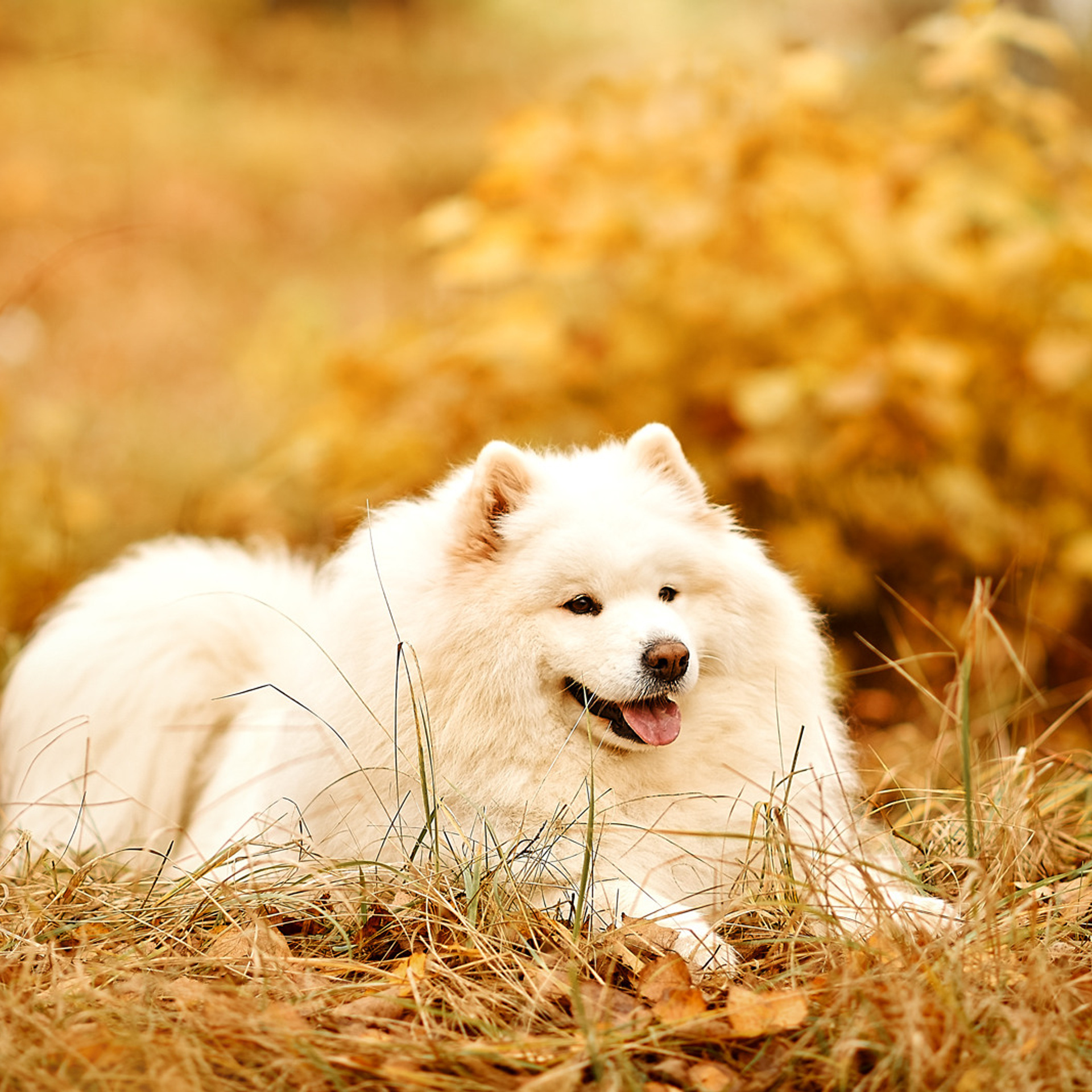 АРЕНДА ЖИВОТНЫХ. Фотограф беременности и новорожденных малышей Анастасия Никитина