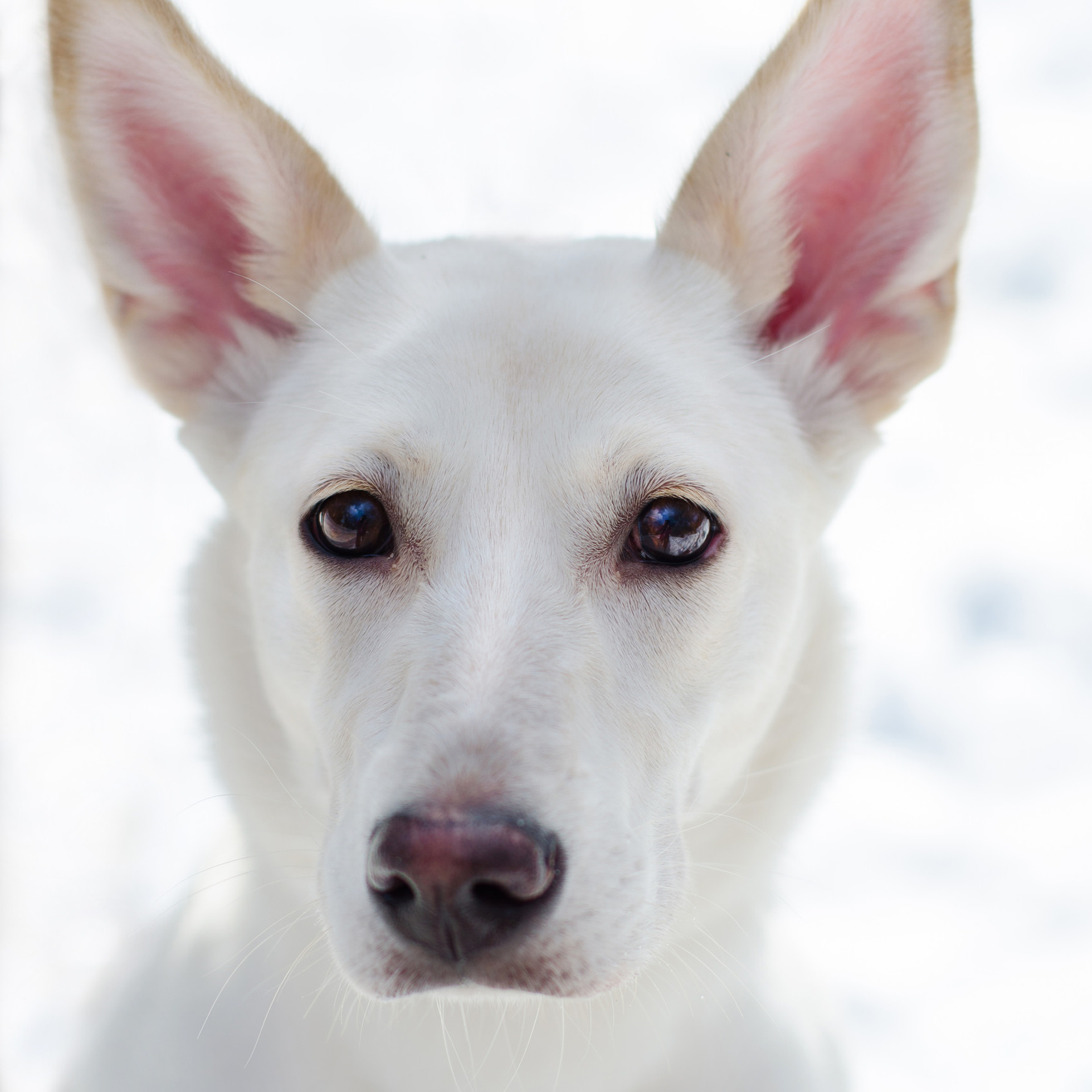 Отзывы. Фотограф-анималист в Екатеринбурге Марина Шишкина