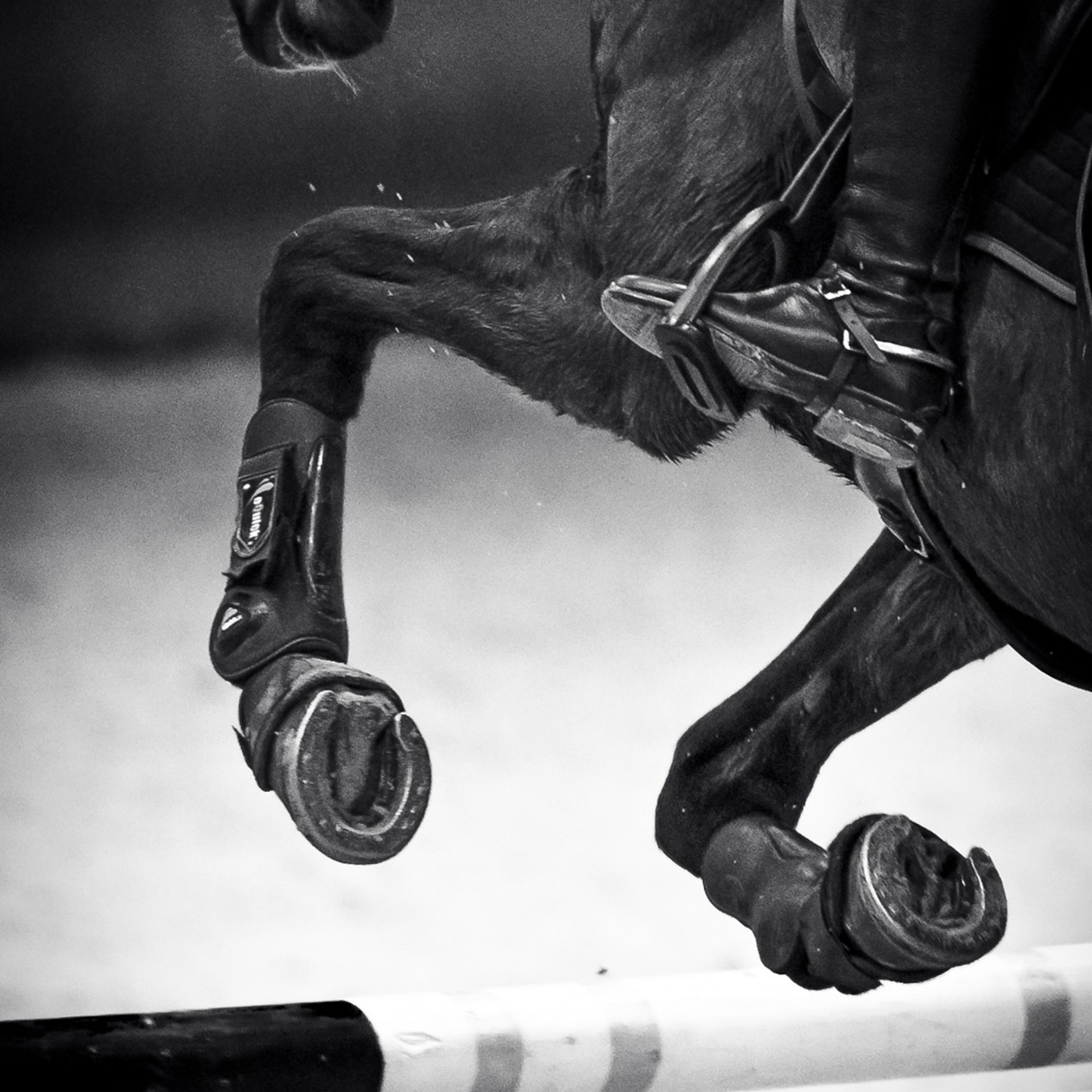 2025.12.05 — КСК ВИВАТ, Россия! — конкур, кубок ФКСМ. ТУРНИРНАЯ КОННАЯ ФОТОГРАФИЯ, Руднева Ольга и Евгений Адеев