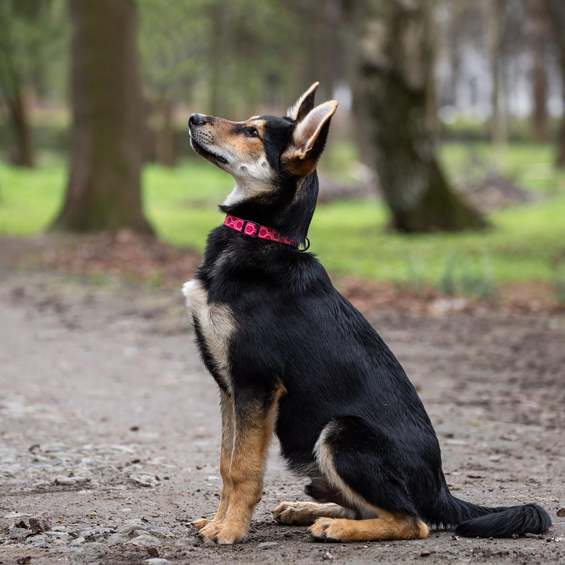 Собаки приюта Келтсские ангелы