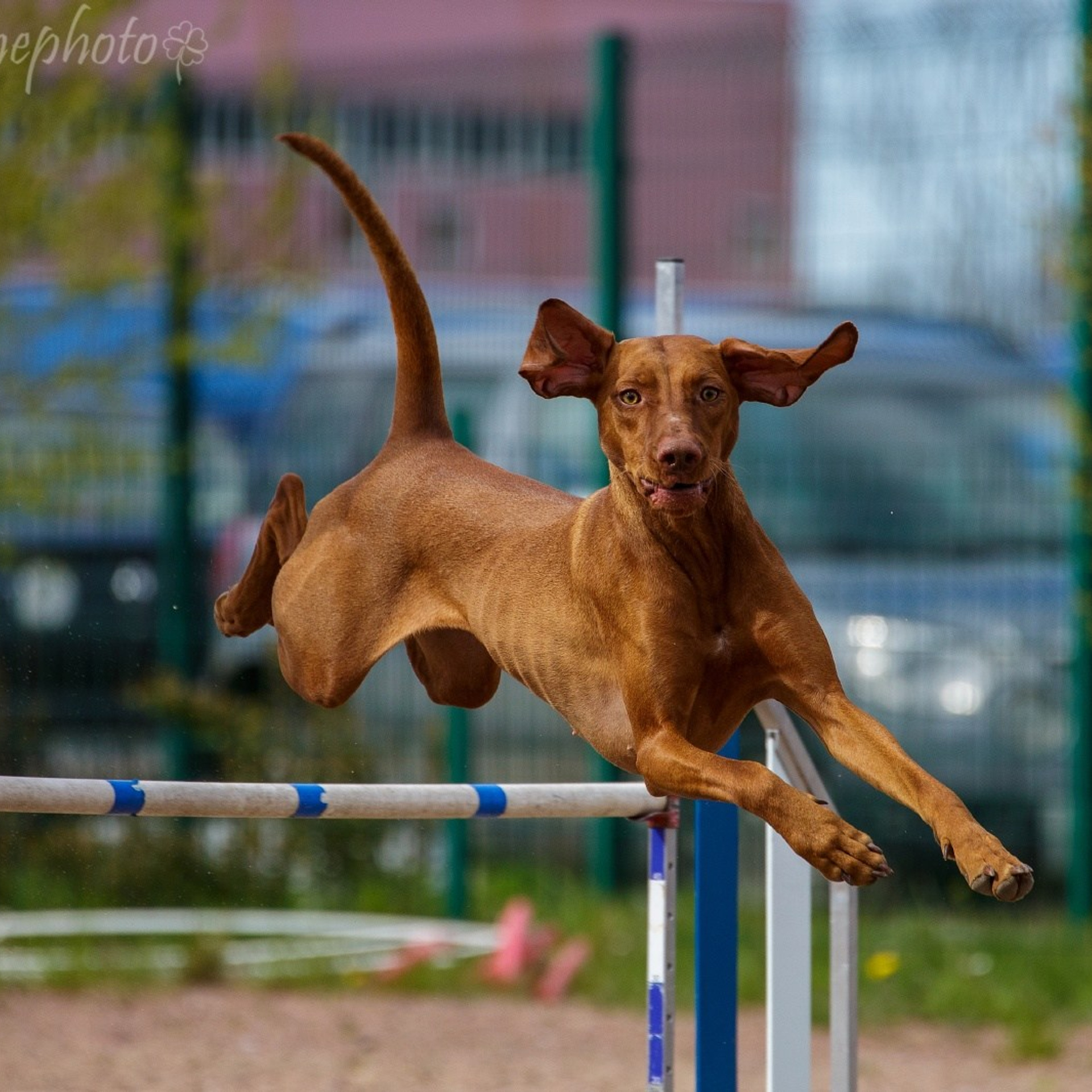 Армашевский сквер — 12.05.2024