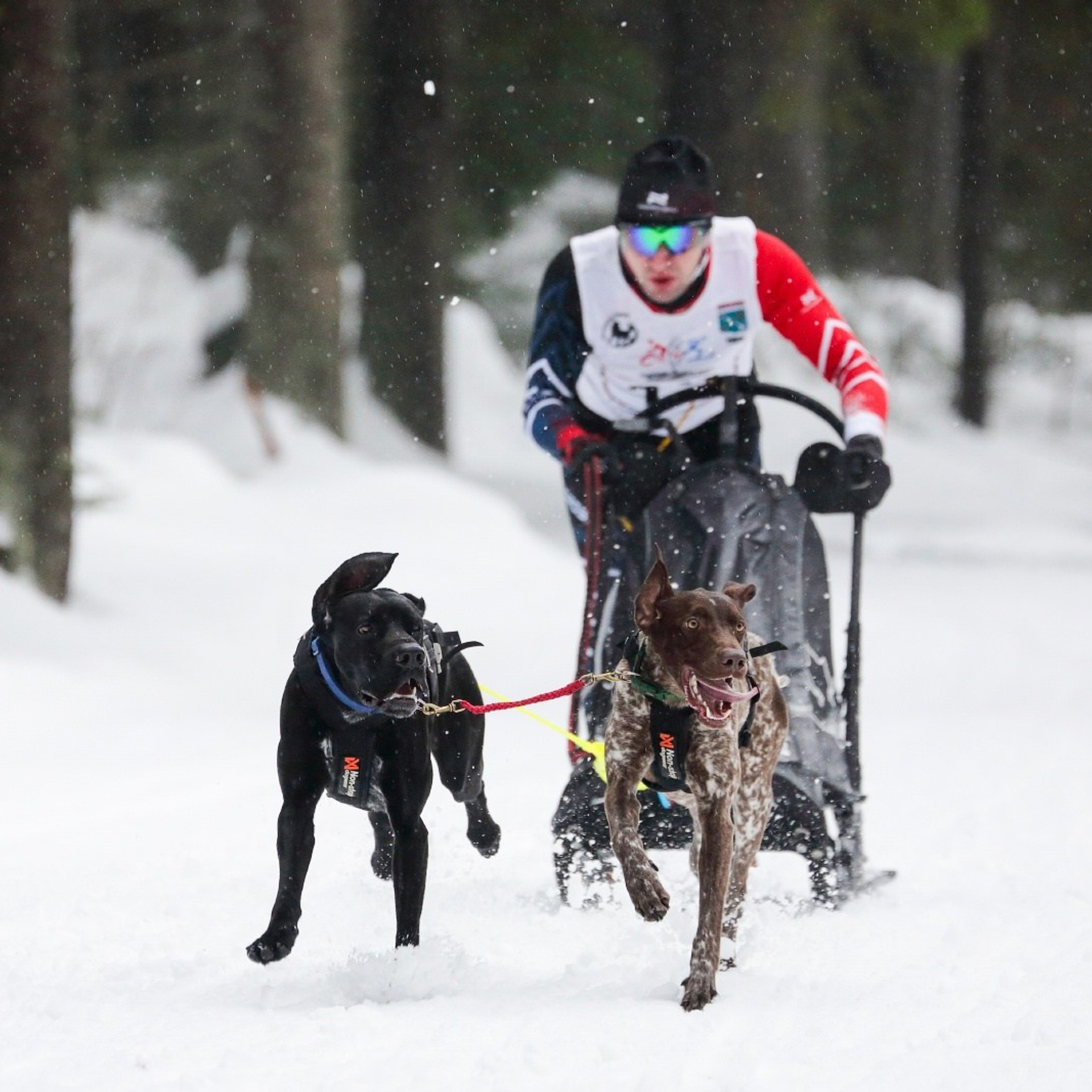 Гарболовский пасьют 2024
