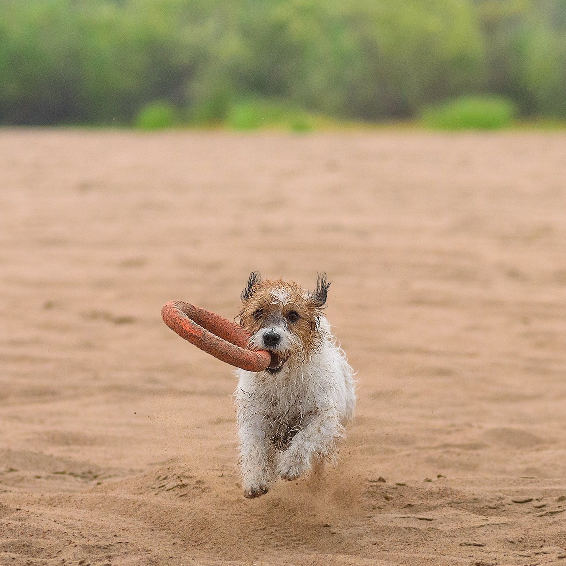 Перчик и Рома 14.07.2024
