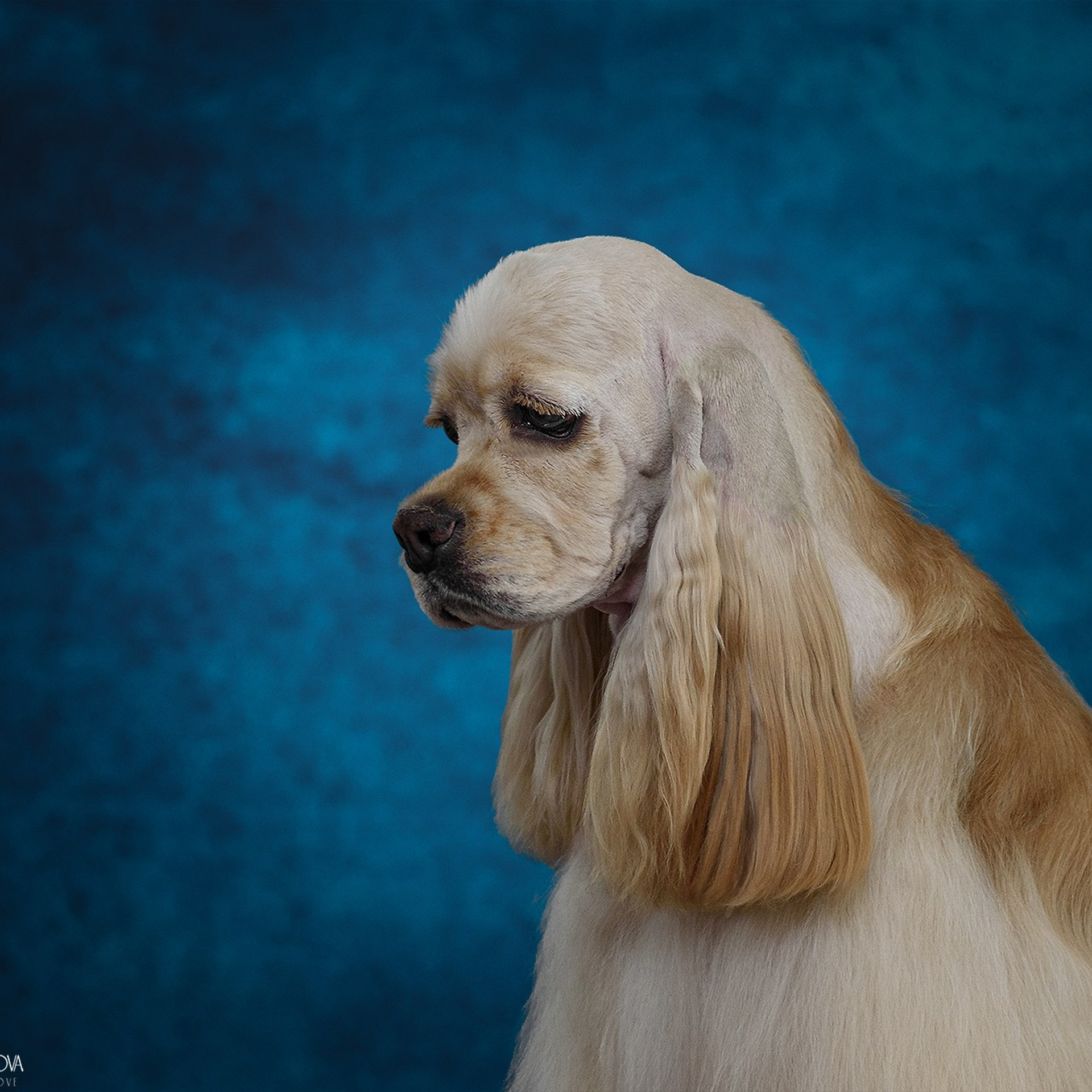 Американский кокер спаниель 24.07.2024