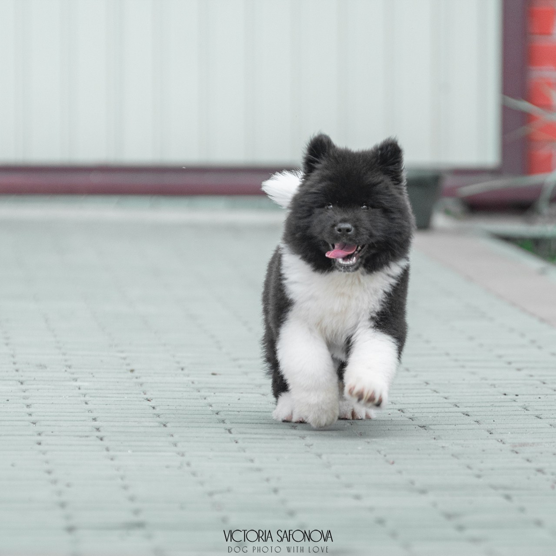 Американские акиты 28.06.2024