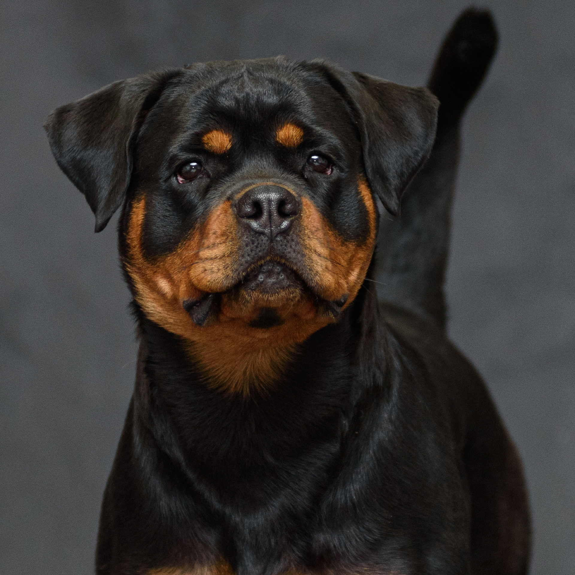 Отзывы. Фотограф анималист Благовещенск. Сафонова Виктория