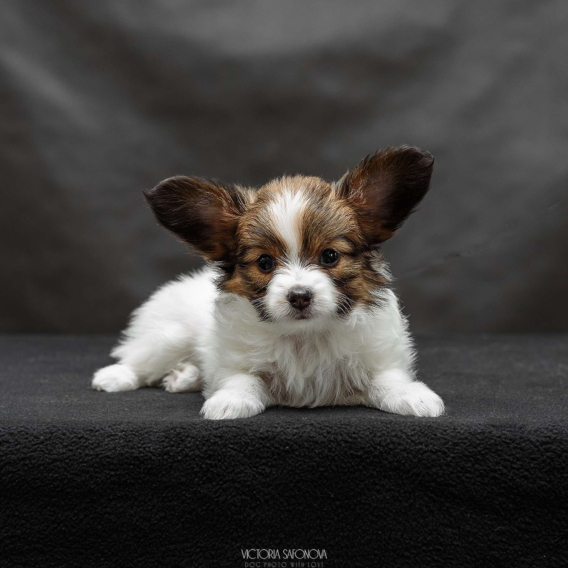 Папийоны 18.11.2023