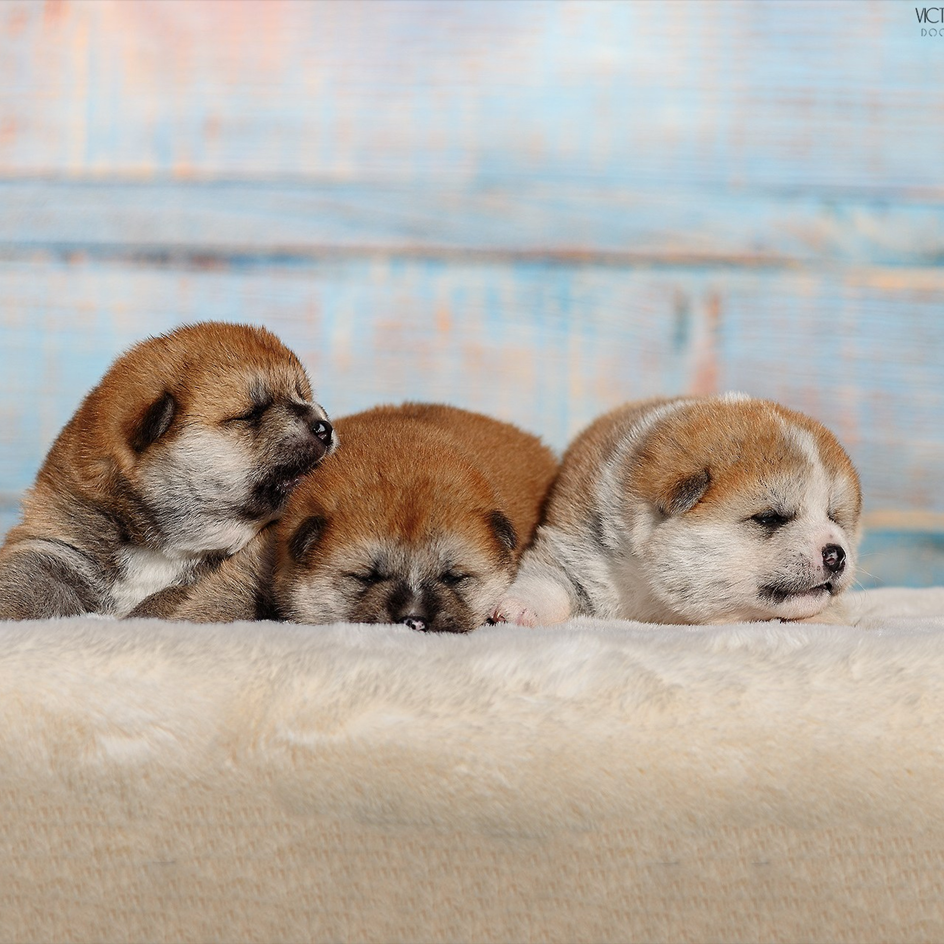 Акиты 01.06.2023