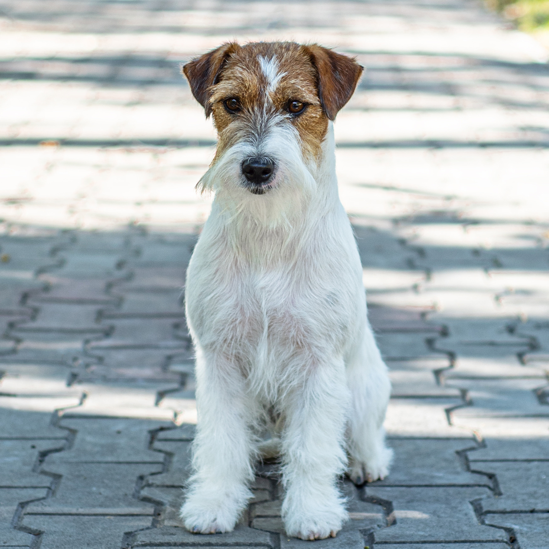 Джек рассел терьер 20.09.2022