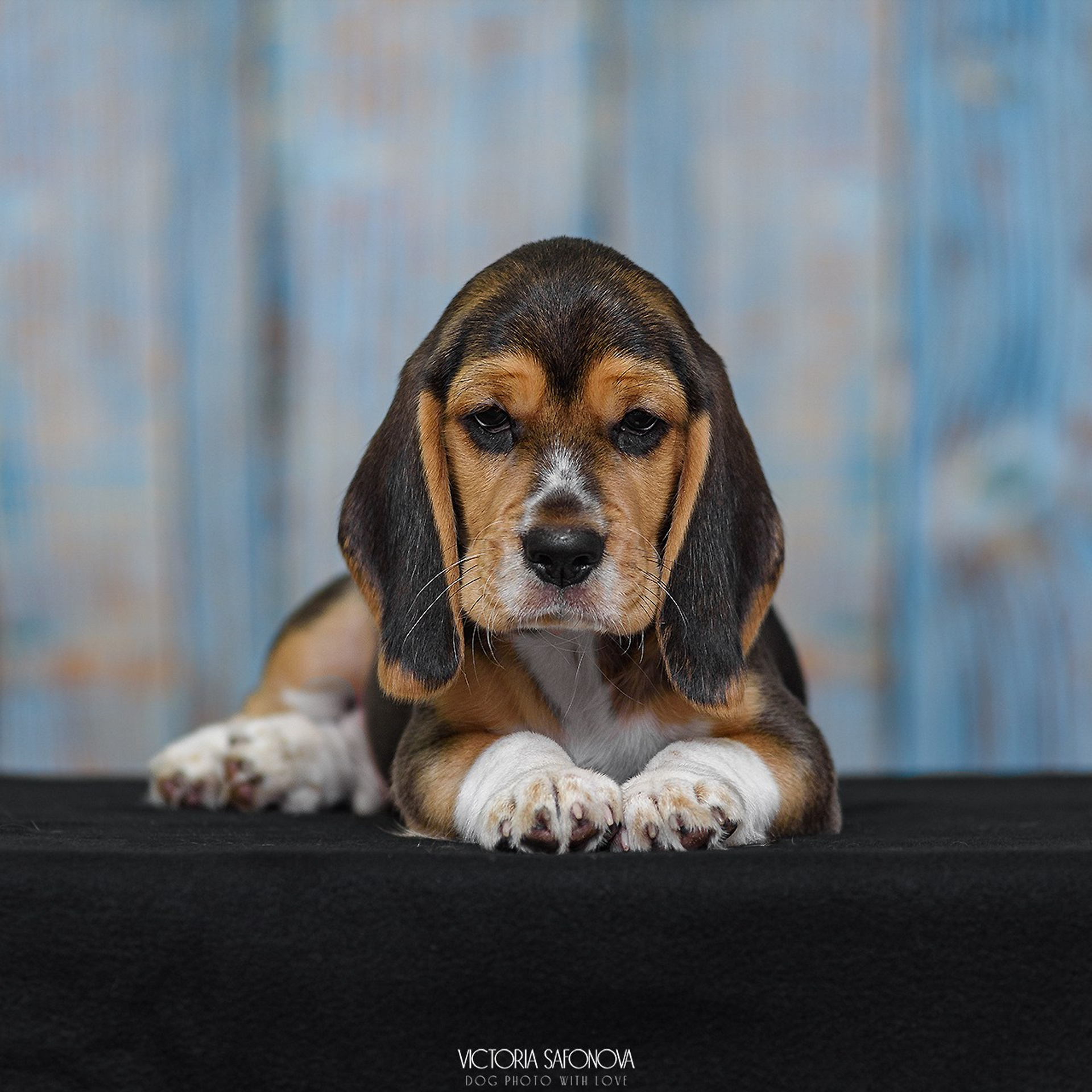 Бигль 08.06.2024