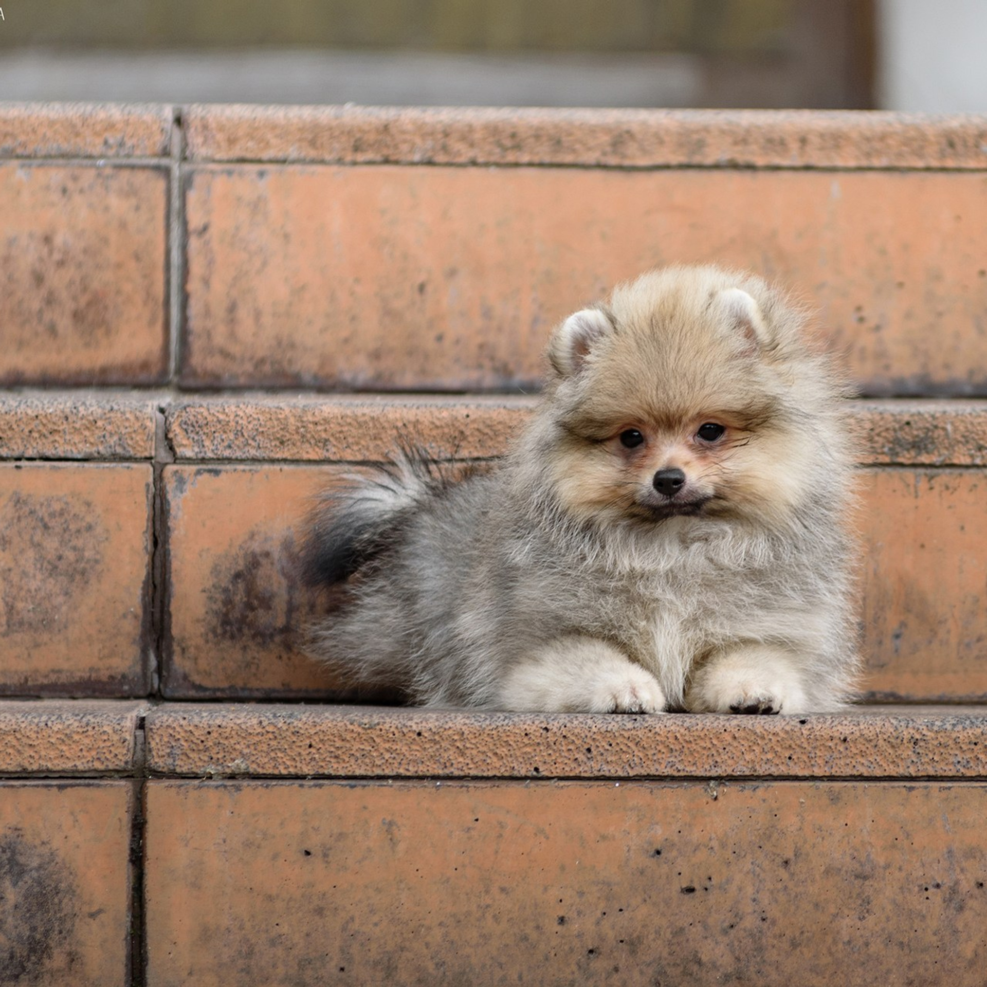 Шпицы 26.08.2023