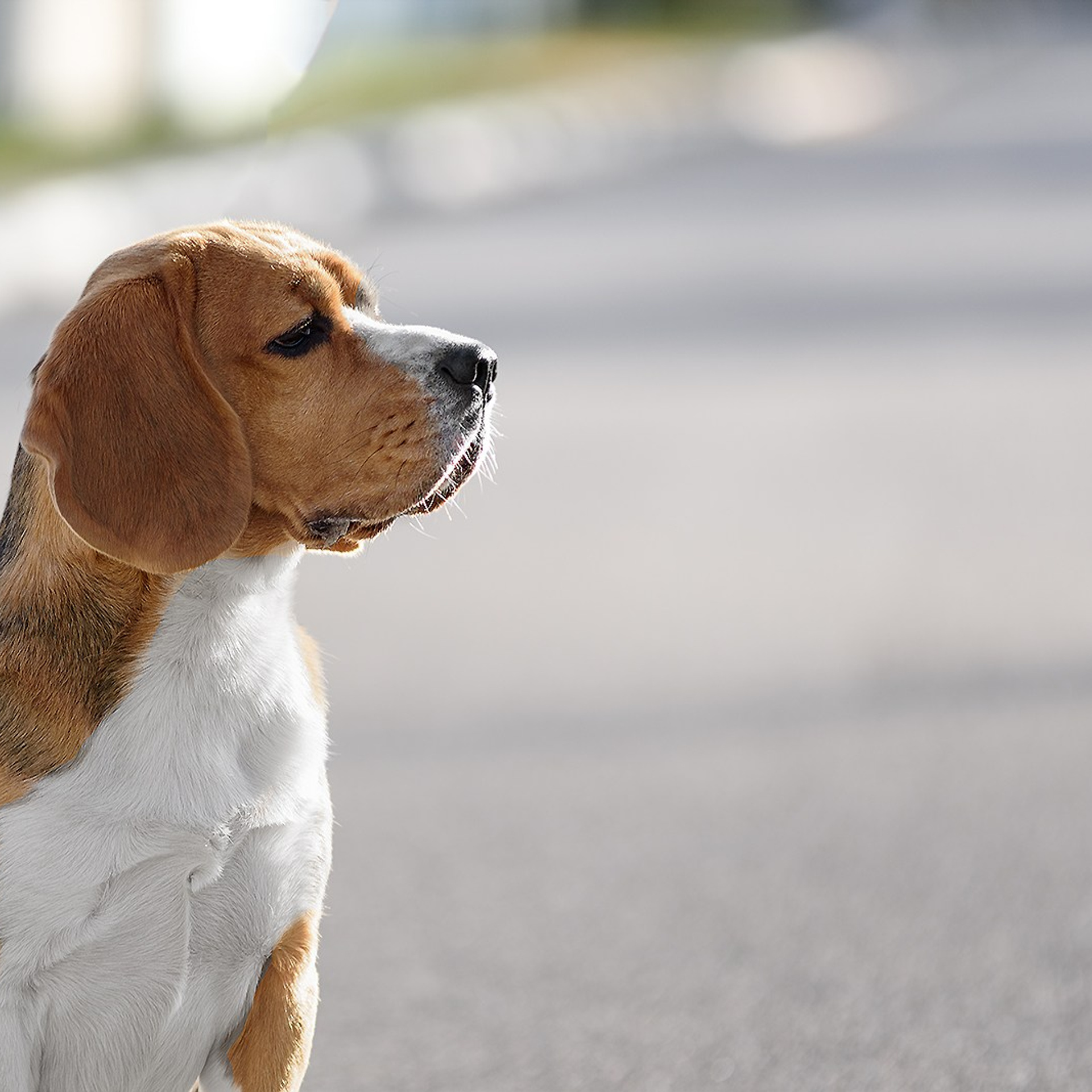 Бигль 05.10.2023