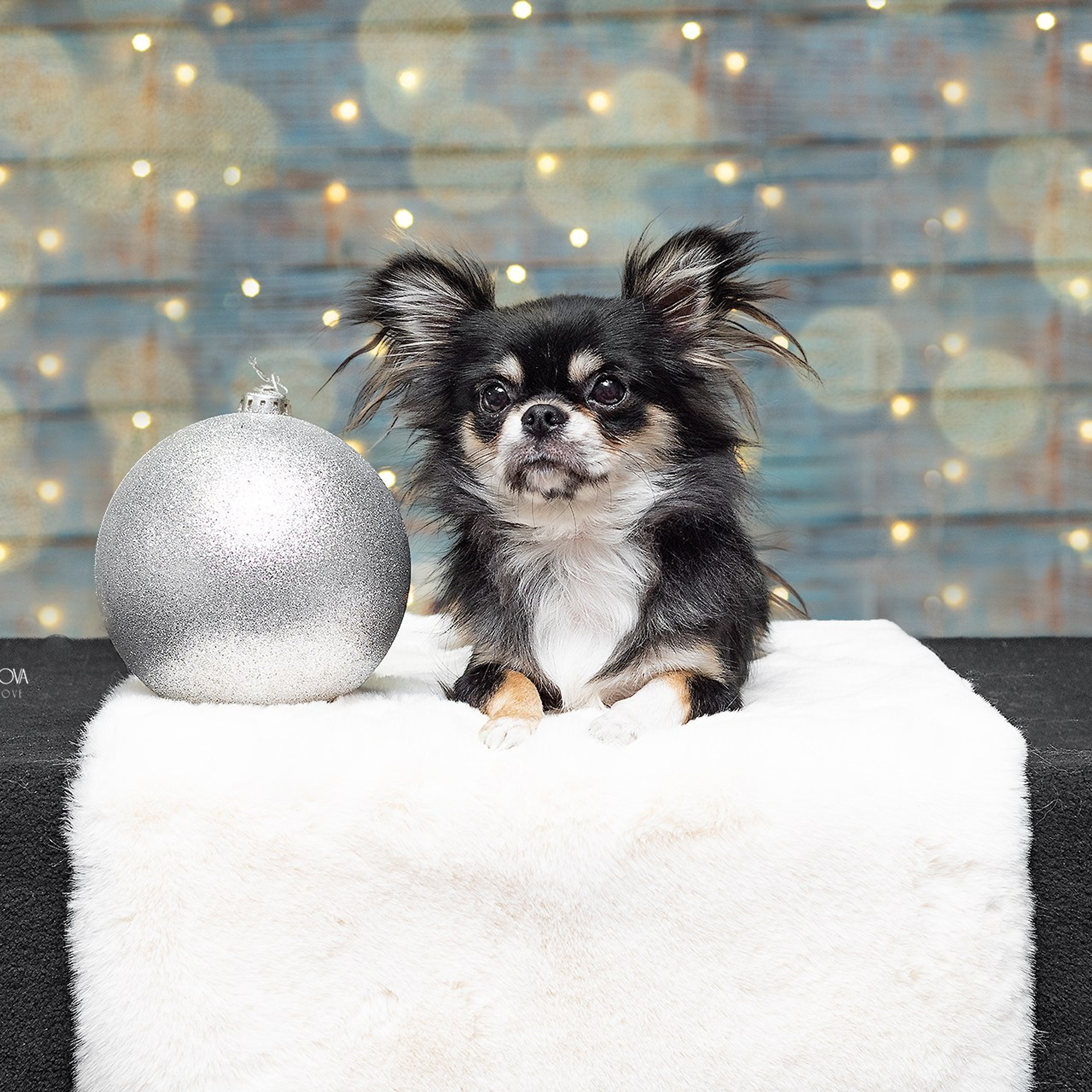 Чихуахуа 14.01.2024