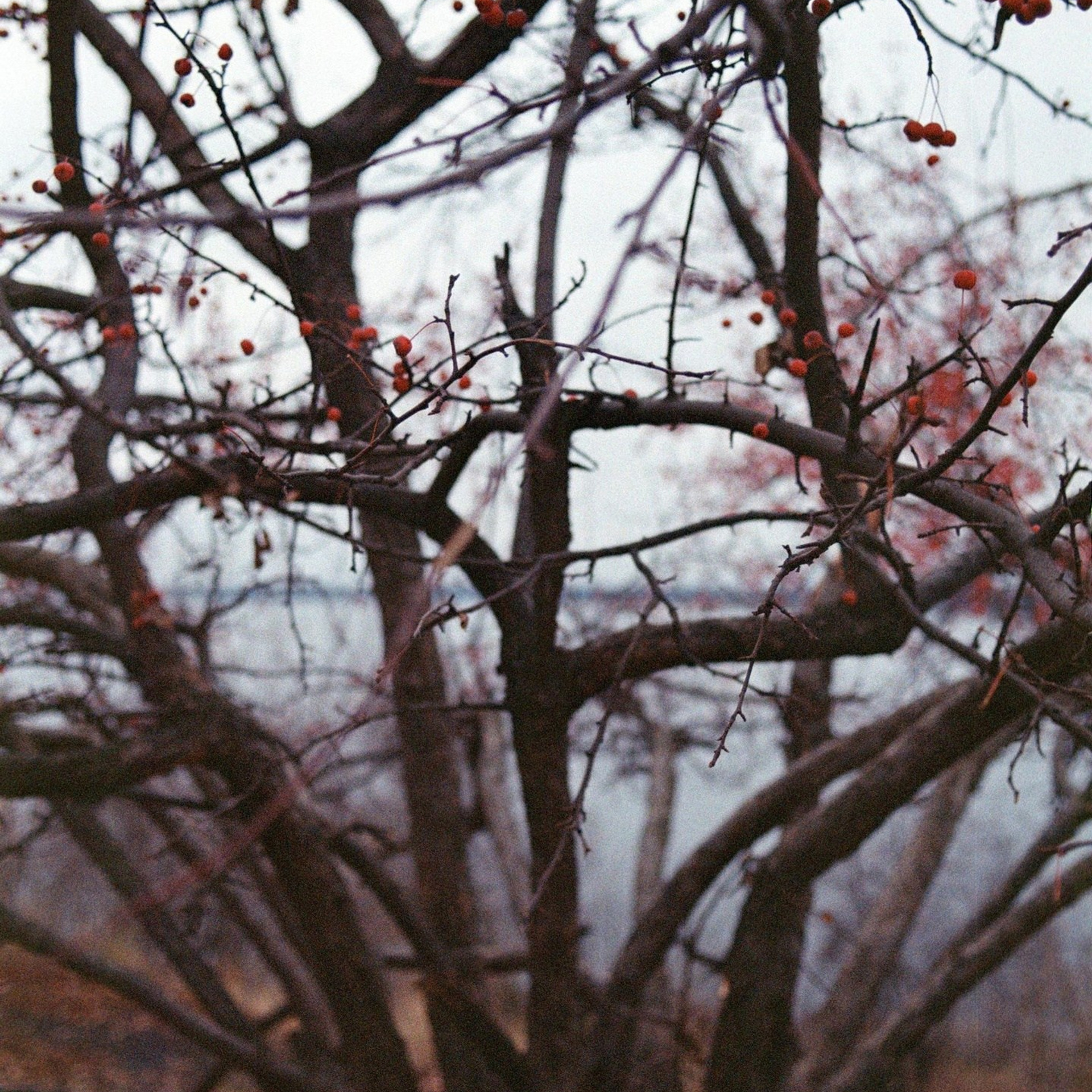 Центральный парк