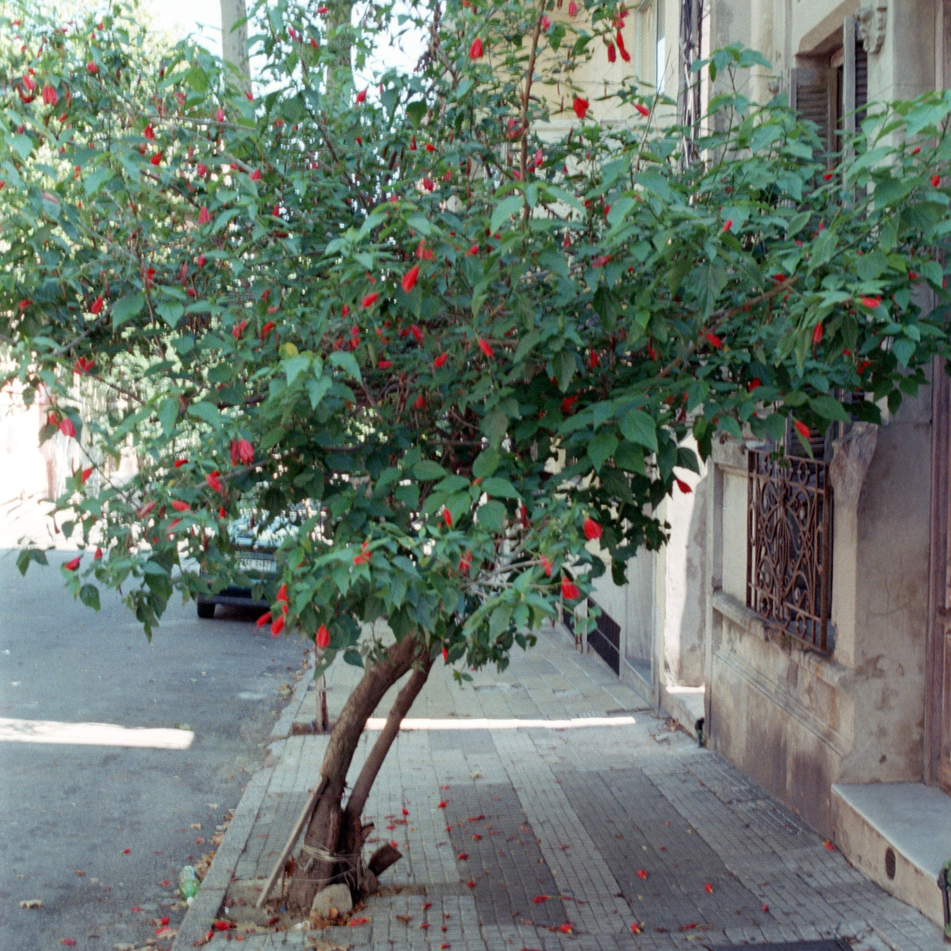 Город Монтевидео