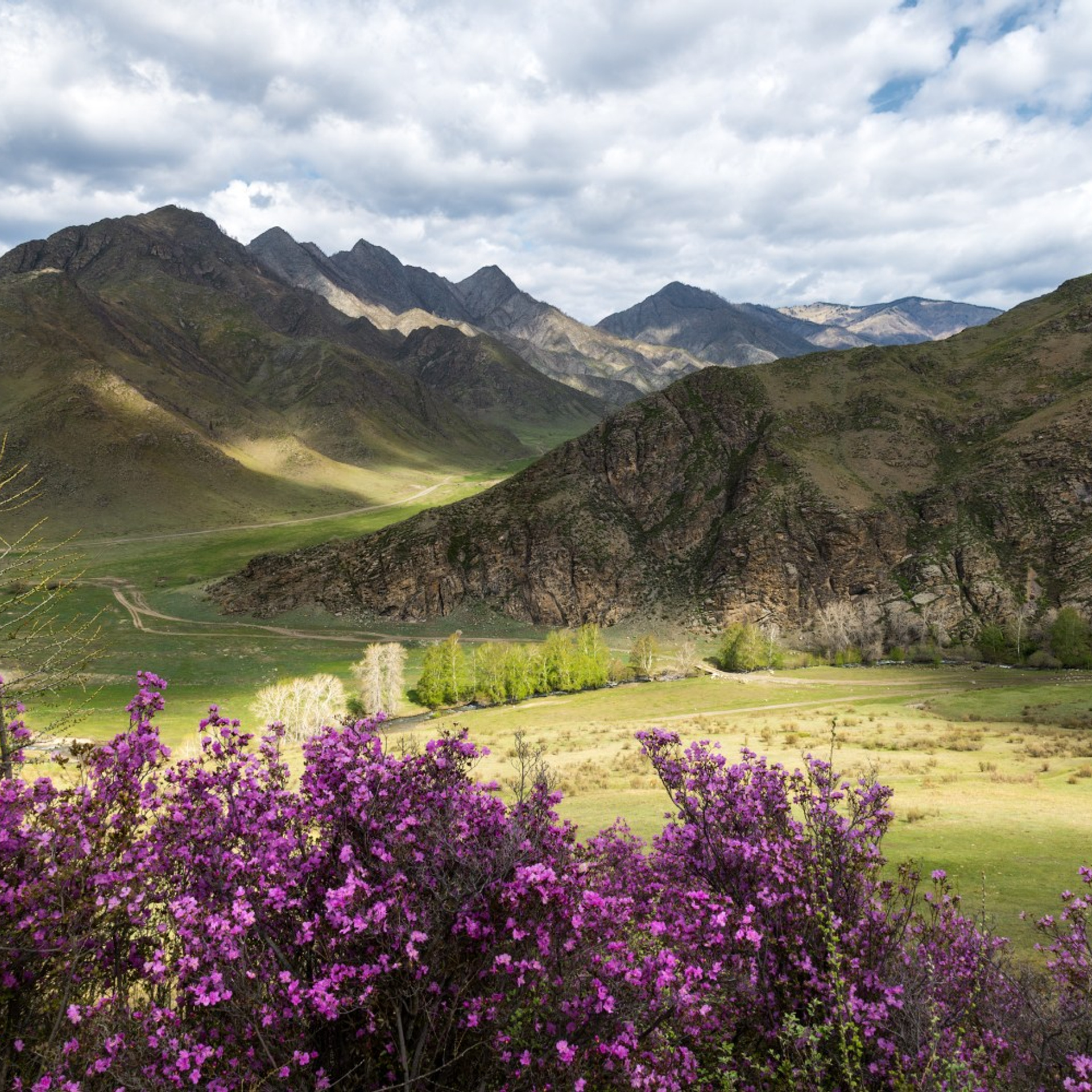 Фототур на Алтай Весеннее цветение. Профессиональный пейзажный фотограф Алёна Рубан