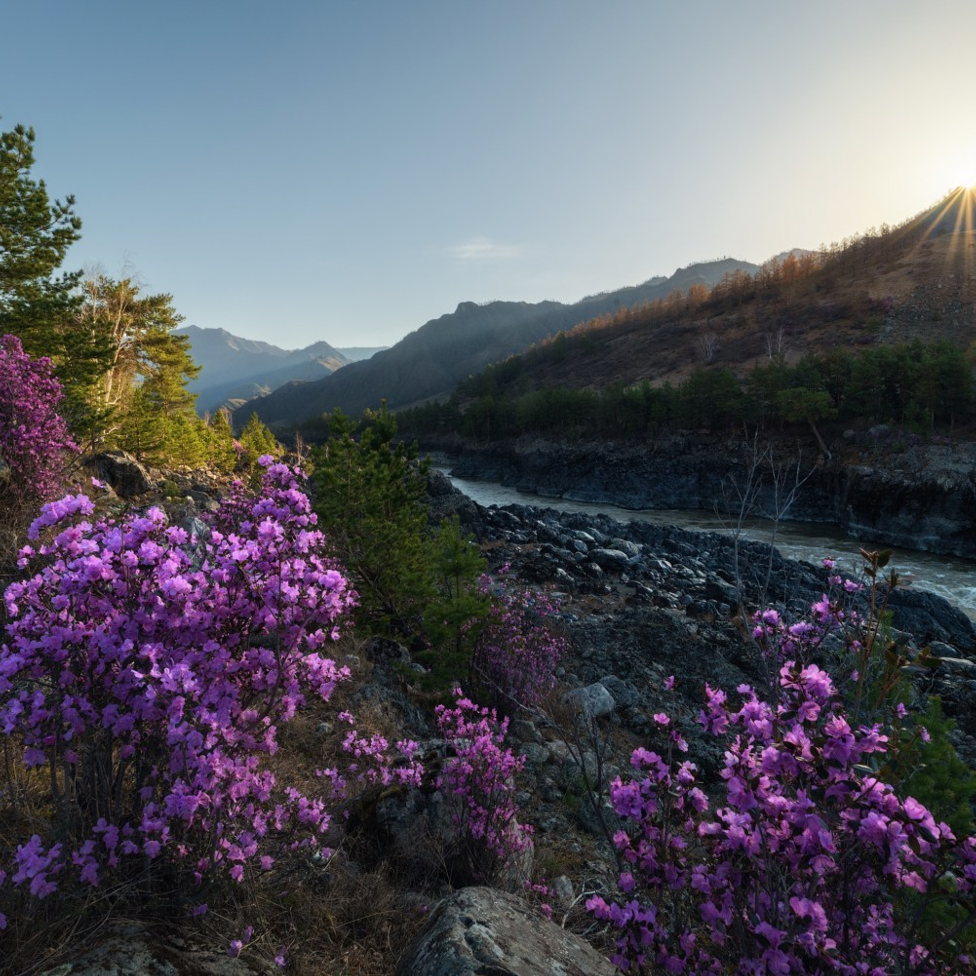 Фототур на Алтай Весеннее цветение. Профессиональный пейзажный фотограф Алёна Рубан