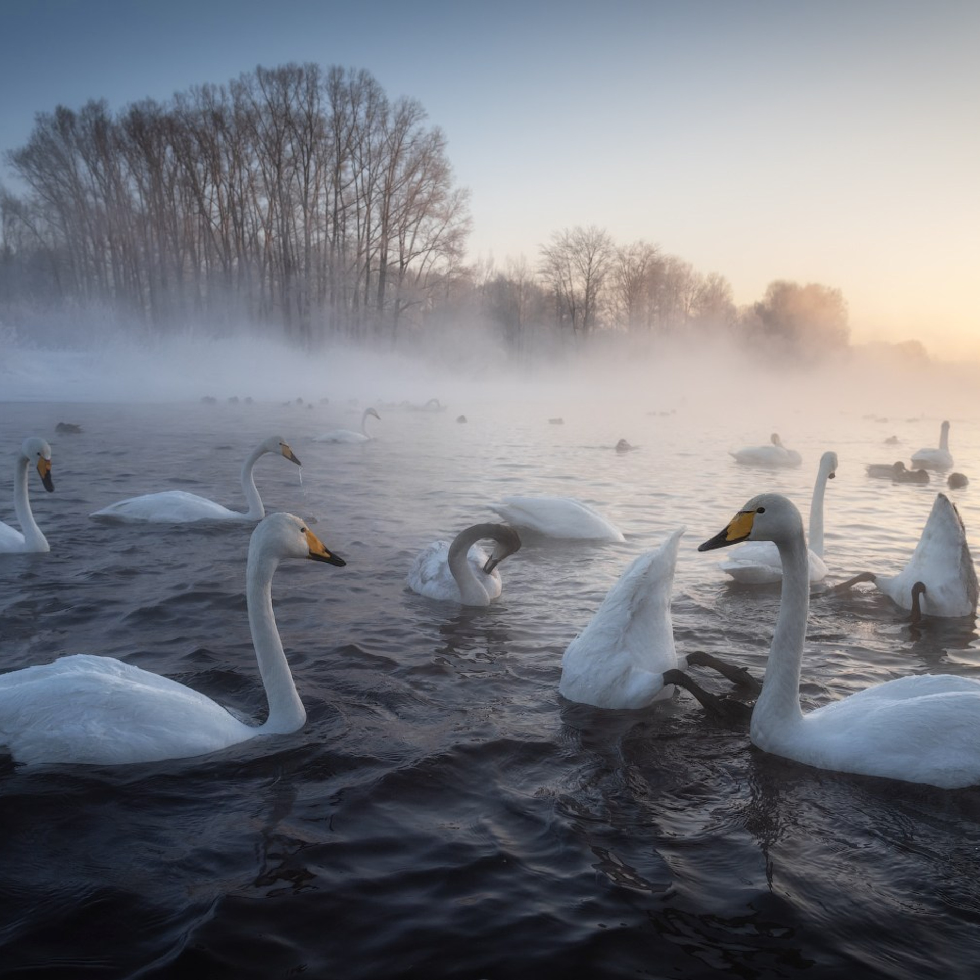 Фототур по зимнему Алтаю «Вдогонку лебединым песням». Профессиональный пейзажный фотограф Алёна Рубан