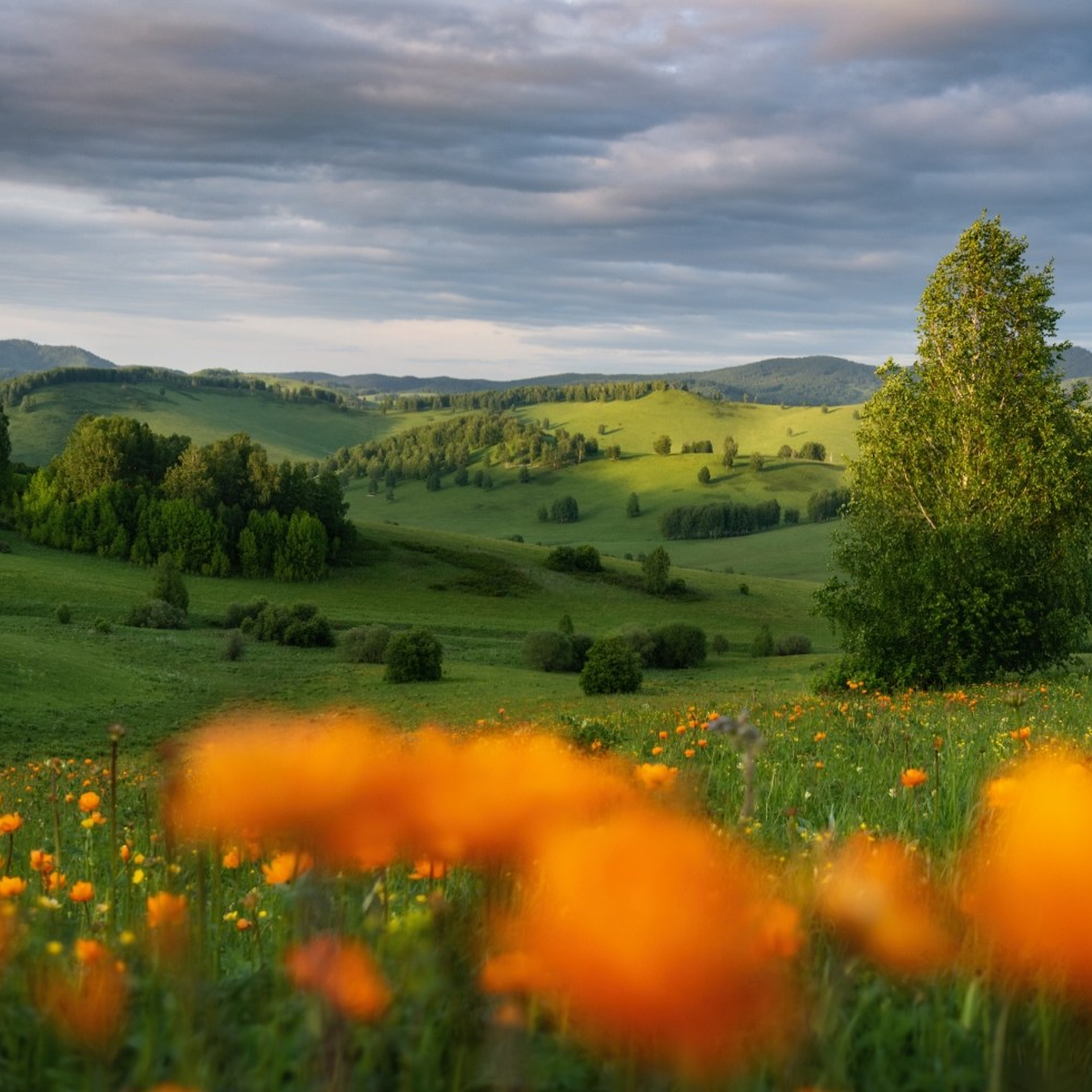Фототур по Алтаю — Огоньки среднегорья и долина реки Аргут. Профессиональный пейзажный фотограф Алёна Рубан