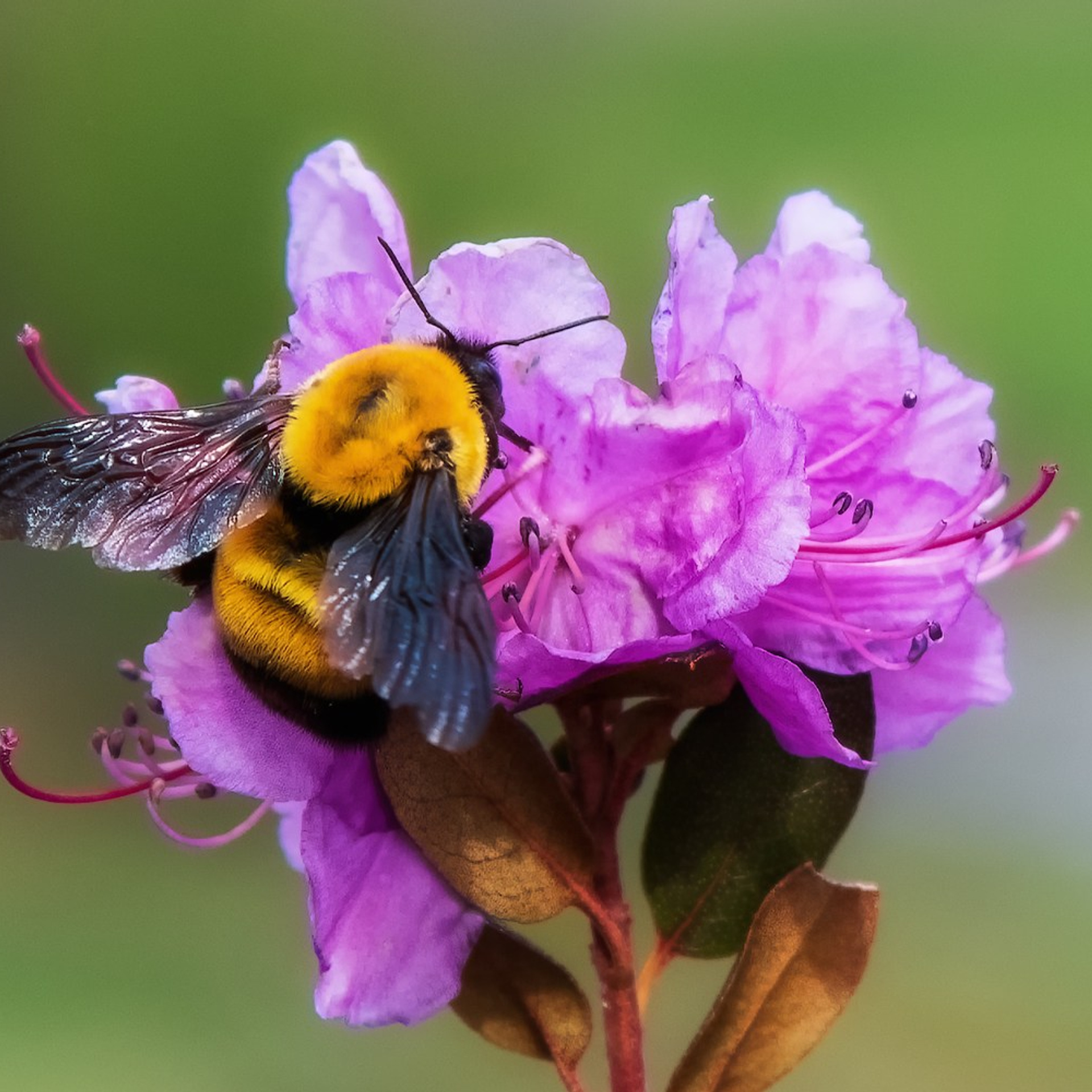 Фототур на Алтай Весеннее цветение. Профессиональный пейзажный фотограф Алёна Рубан