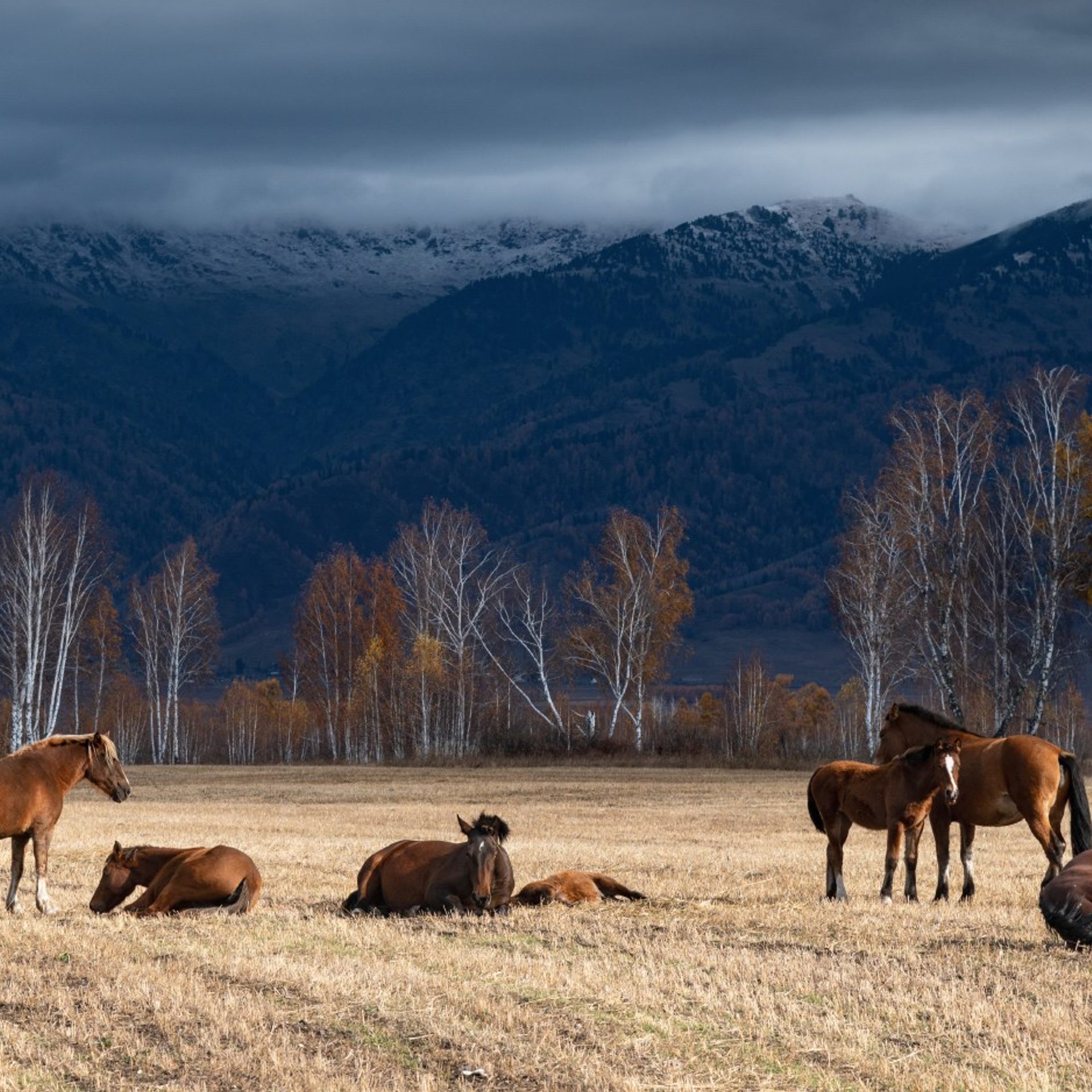 Фототур по осеннему Алтаю «Встречаем предзимье». Профессиональный пейзажный фотограф Алёна Рубан