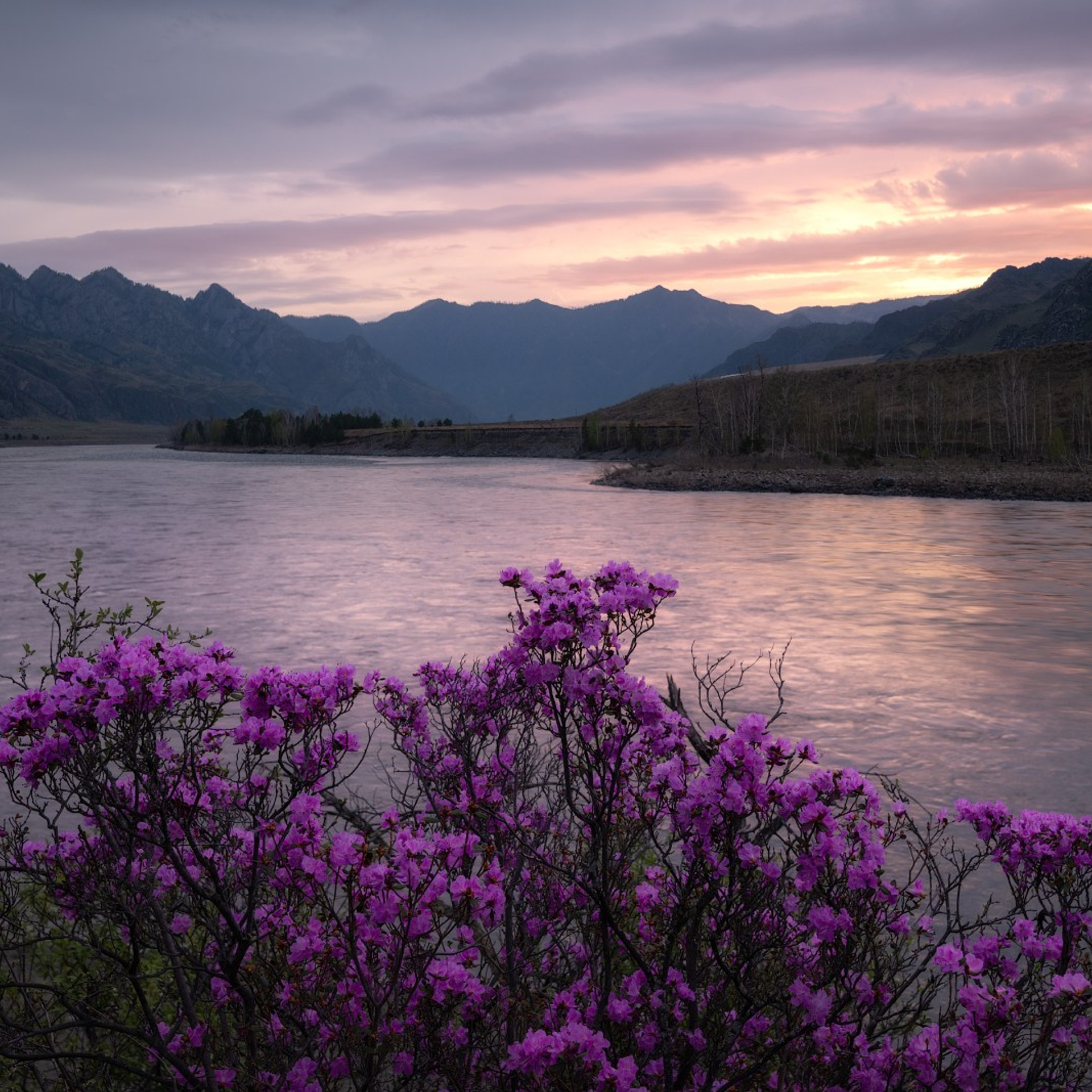 Фототур на Алтай Весеннее цветение. Профессиональный пейзажный фотограф Алёна Рубан