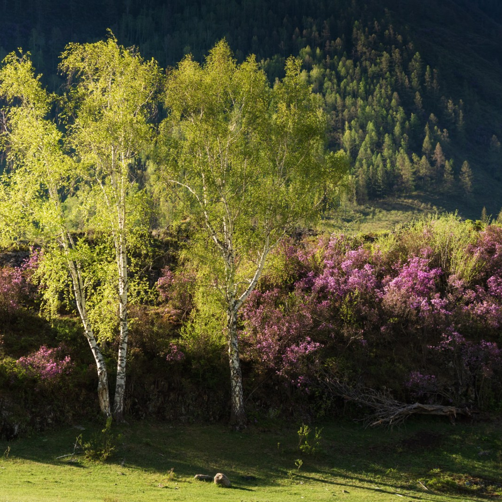Фототур на Алтай Весеннее цветение. Профессиональный пейзажный фотограф Алёна Рубан