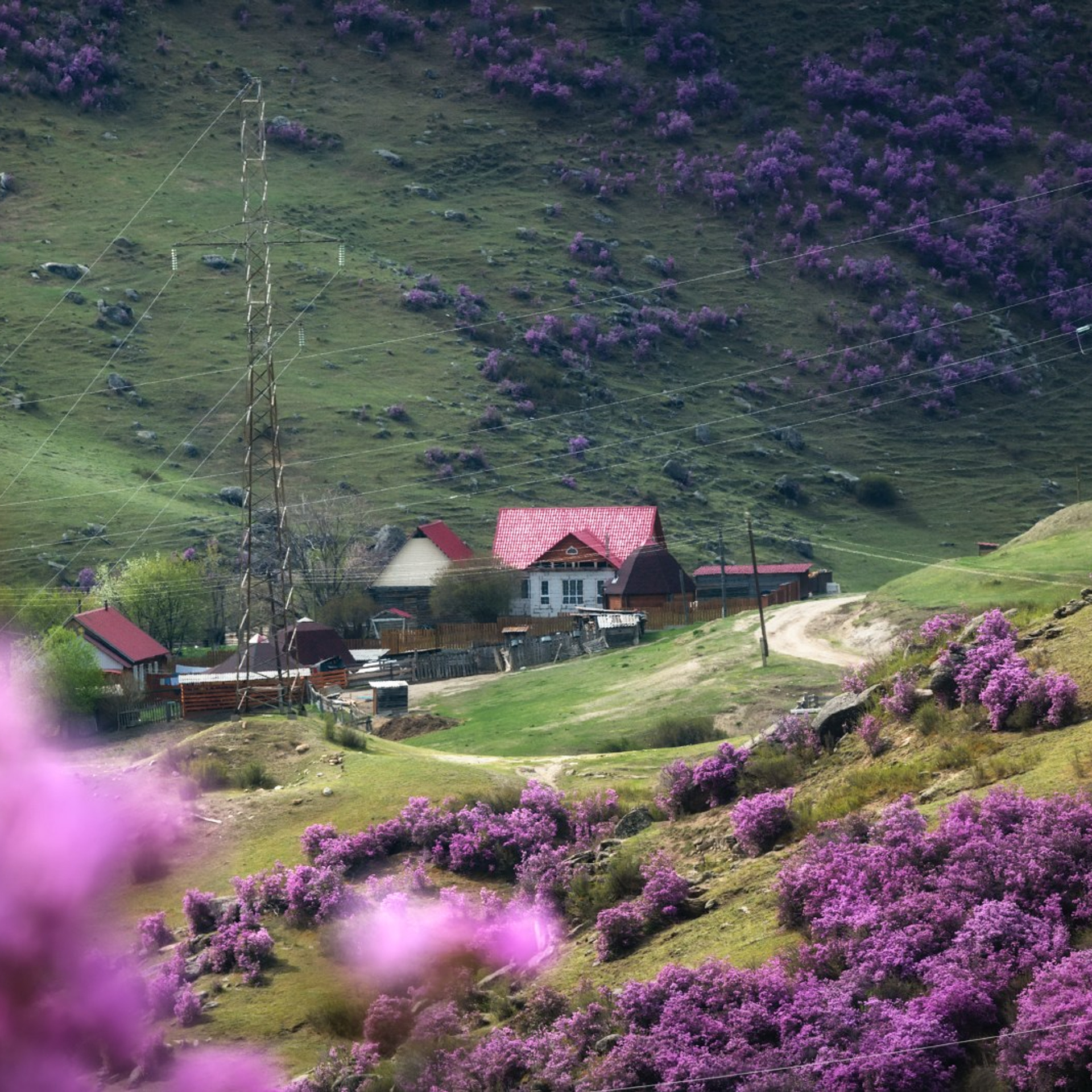 Фототур на Алтай Весеннее цветение. Профессиональный пейзажный фотограф Алёна Рубан