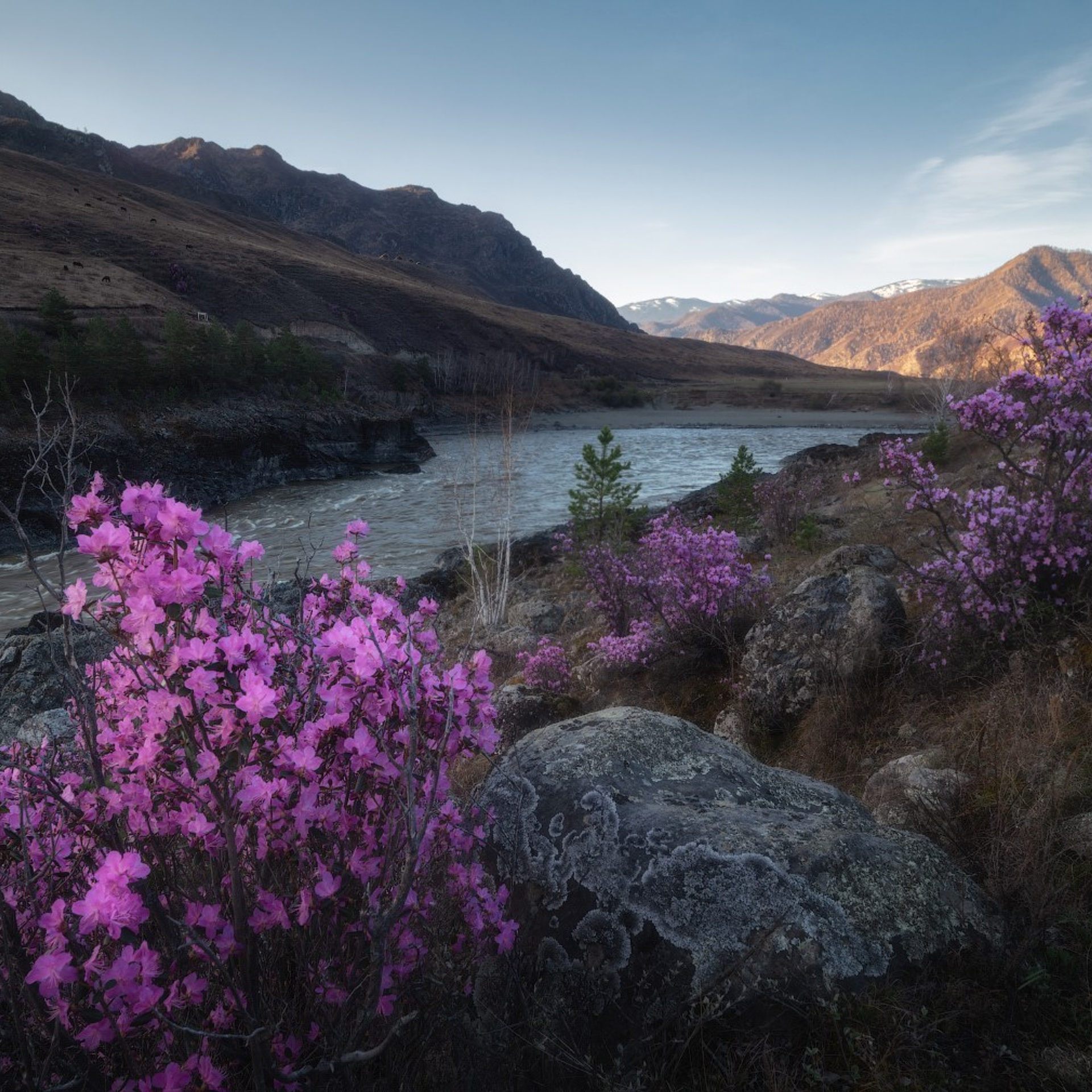 Фототур на Алтай Весеннее цветение. Профессиональный пейзажный фотограф Алёна Рубан