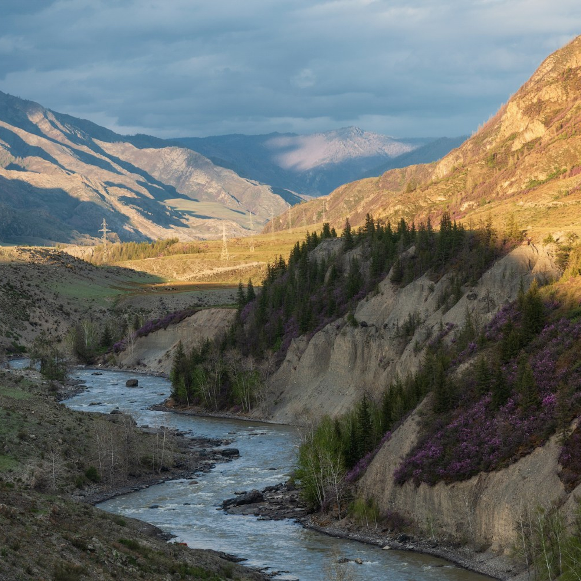 Фототур на Алтай Весеннее цветение. Профессиональный пейзажный фотограф Алёна Рубан