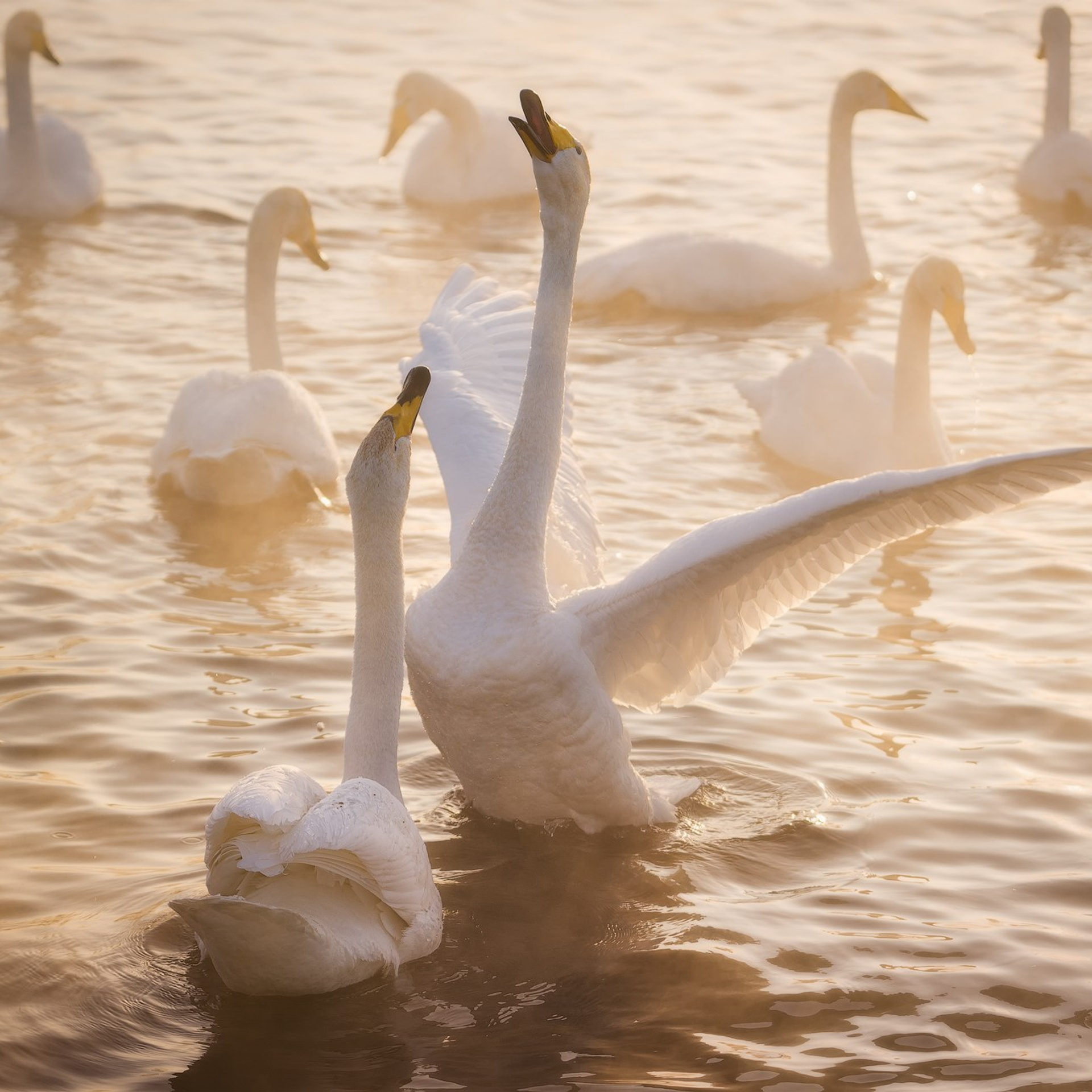 Фототур по зимнему Алтаю «Вдогонку лебединым песням». Профессиональный пейзажный фотограф Алёна Рубан