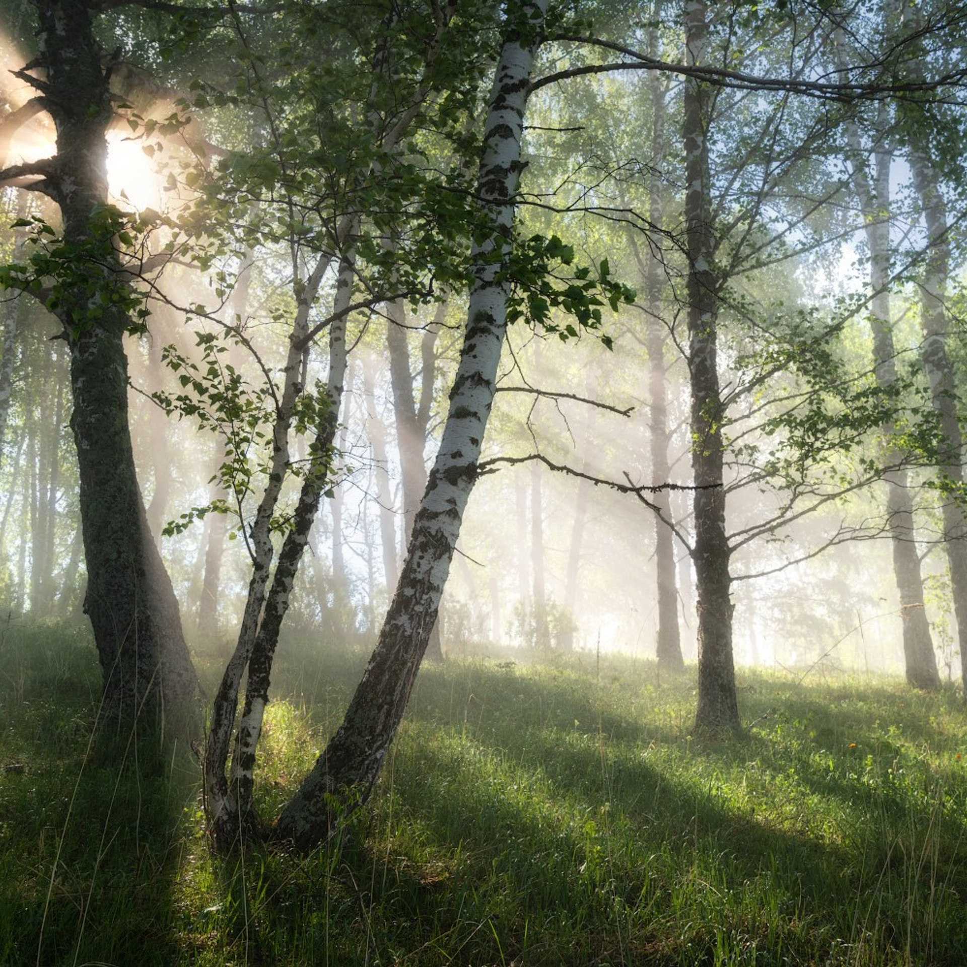 Фототур на Алтай Весеннее цветение. Профессиональный пейзажный фотограф Алёна Рубан